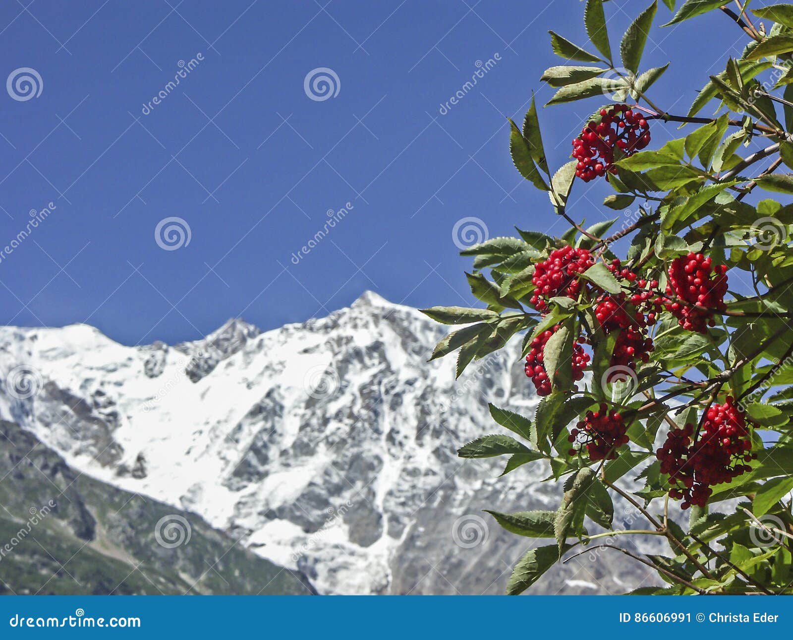 Berries Summer in High Mountains Stock Image Image of piedmont, berry