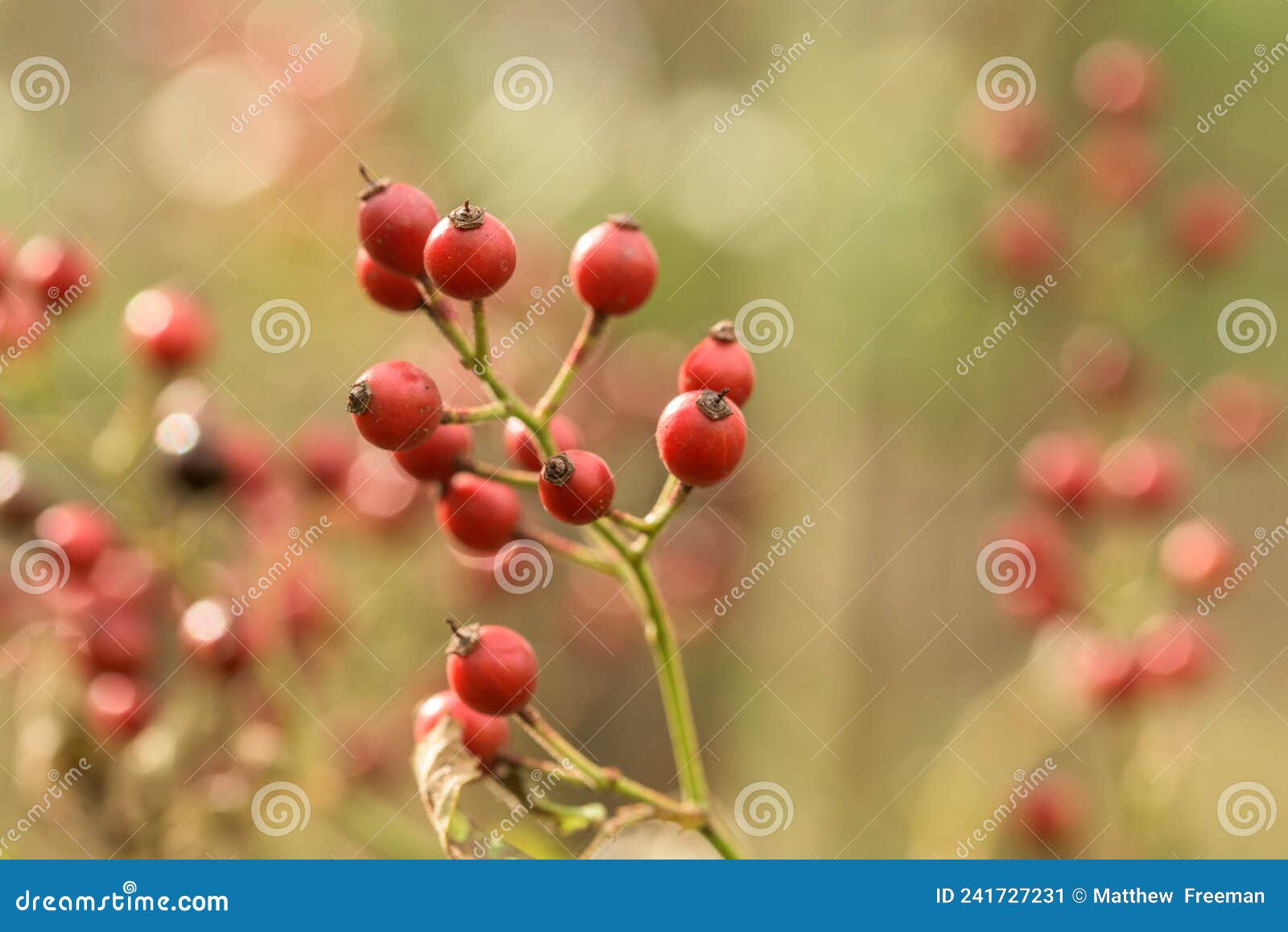 Berries up close ontario stock image. Image of macro 241727231