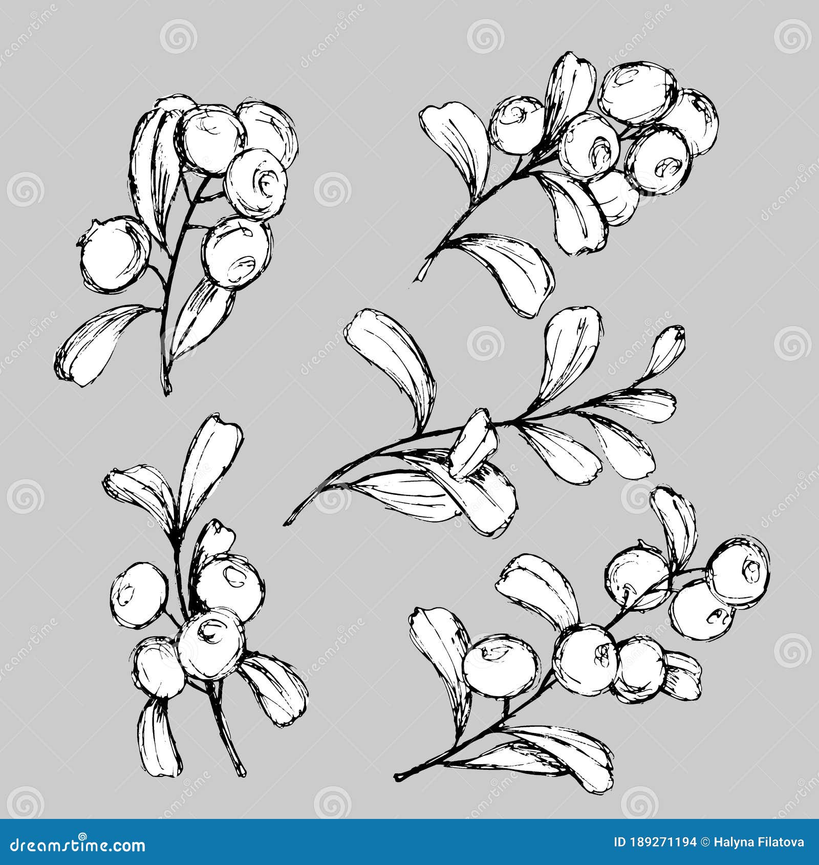 971 Berries, Vector Illustration, Set With Drawings Of Branches With Berries In Black And White