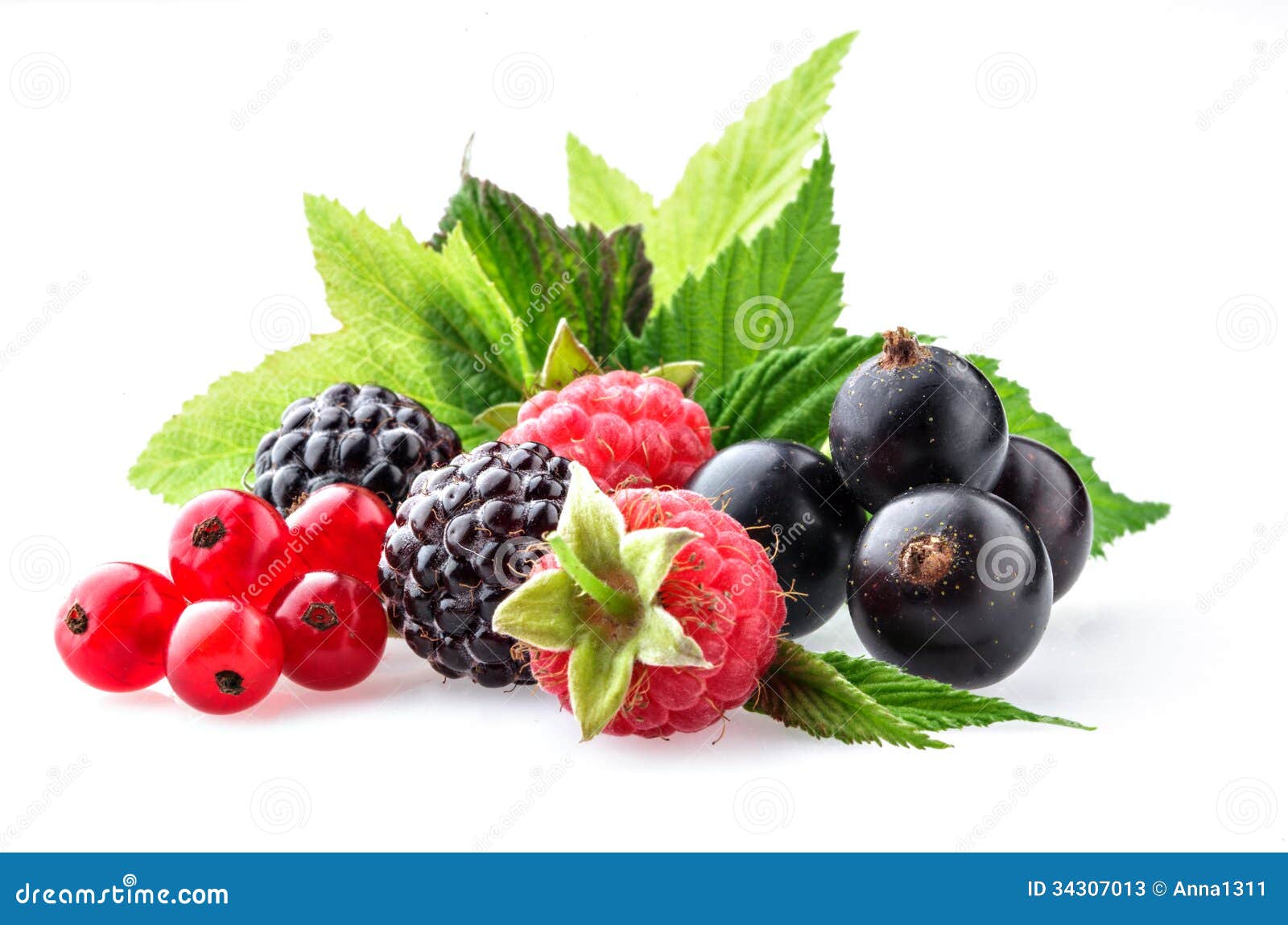 Berries on a White Background Stock Image Image of collection