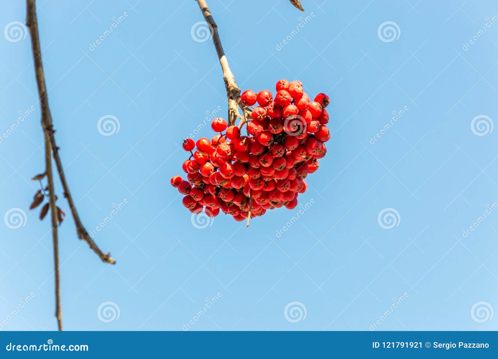 Berries in a Woodland in an Alpine Valley Stock Image - Image of monte ...