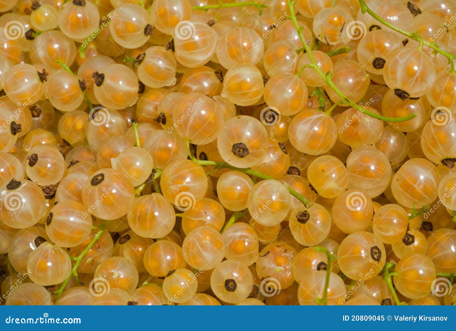 Berries of Yellow Currant 4 Stock Image Image of tasty, berries 20809045
