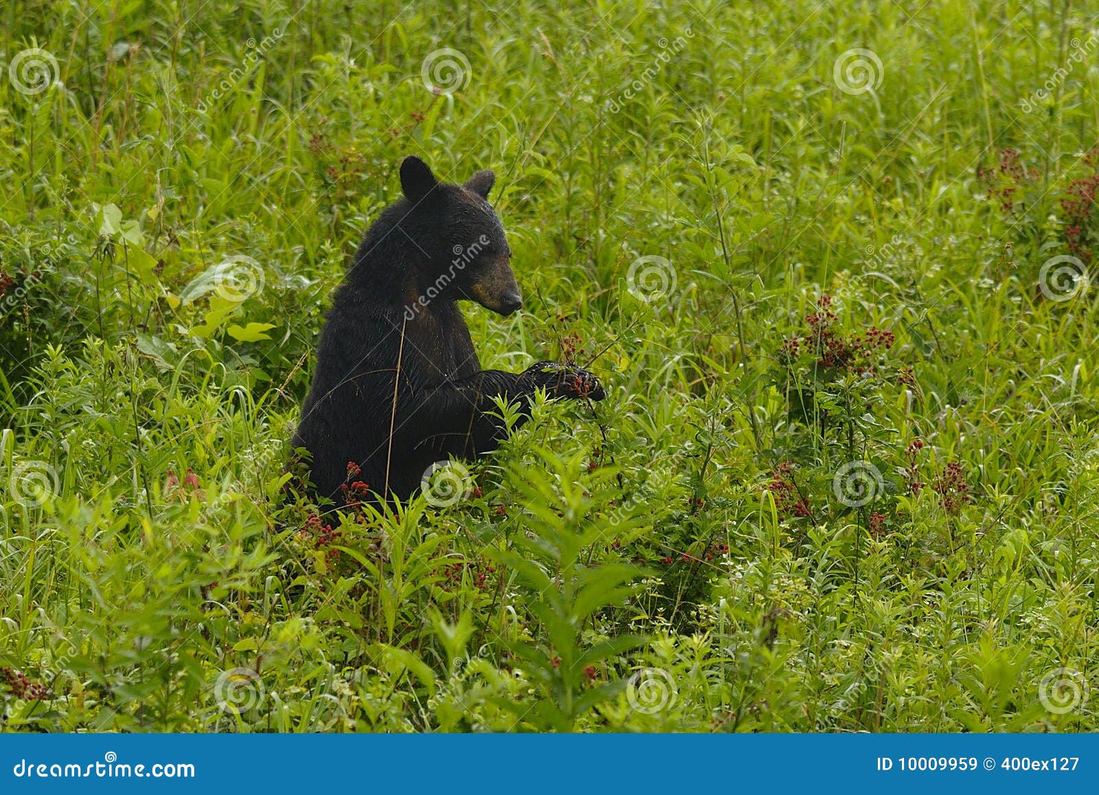 Berry bear stock image. Image of black, forest, green 10009959