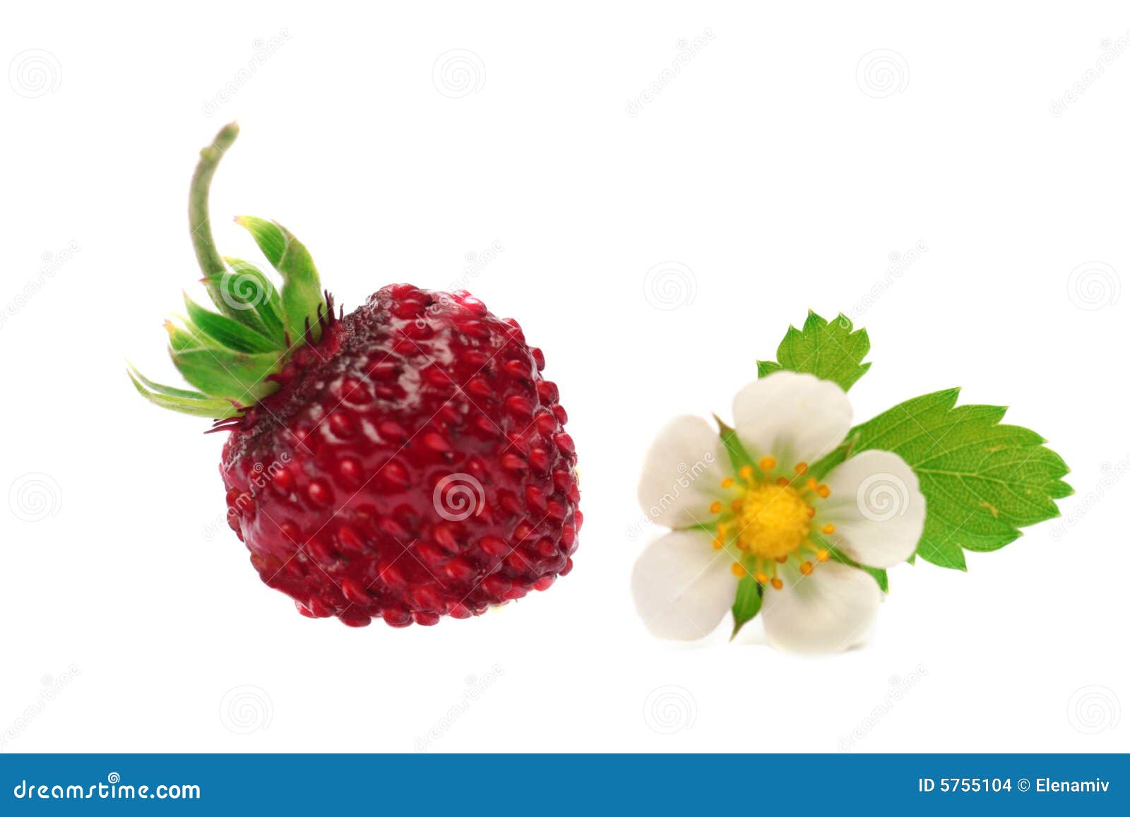 Berry and flower. stock photo. Image of close, outdoors 5755104