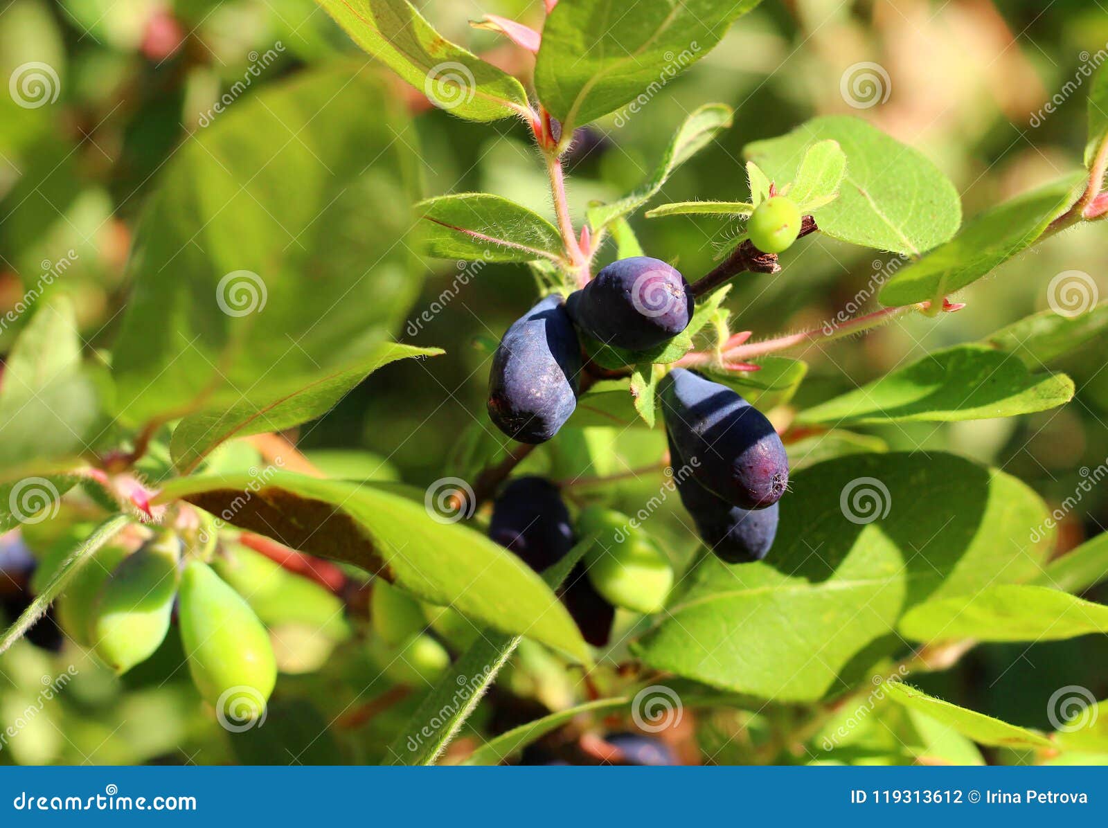 The Honeysuckle Berries on the Bush Stock Photo Image of fresh, food