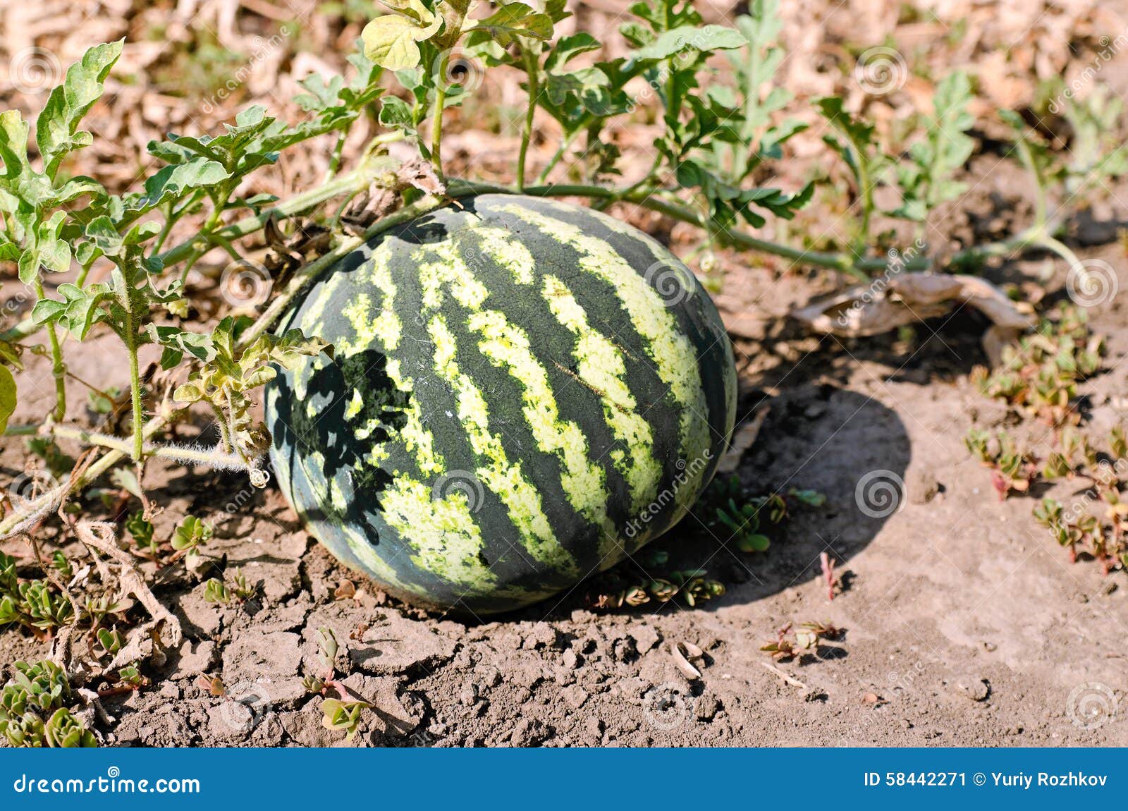 Berry large watermelon stock image. Image of leaf, rural 58442271