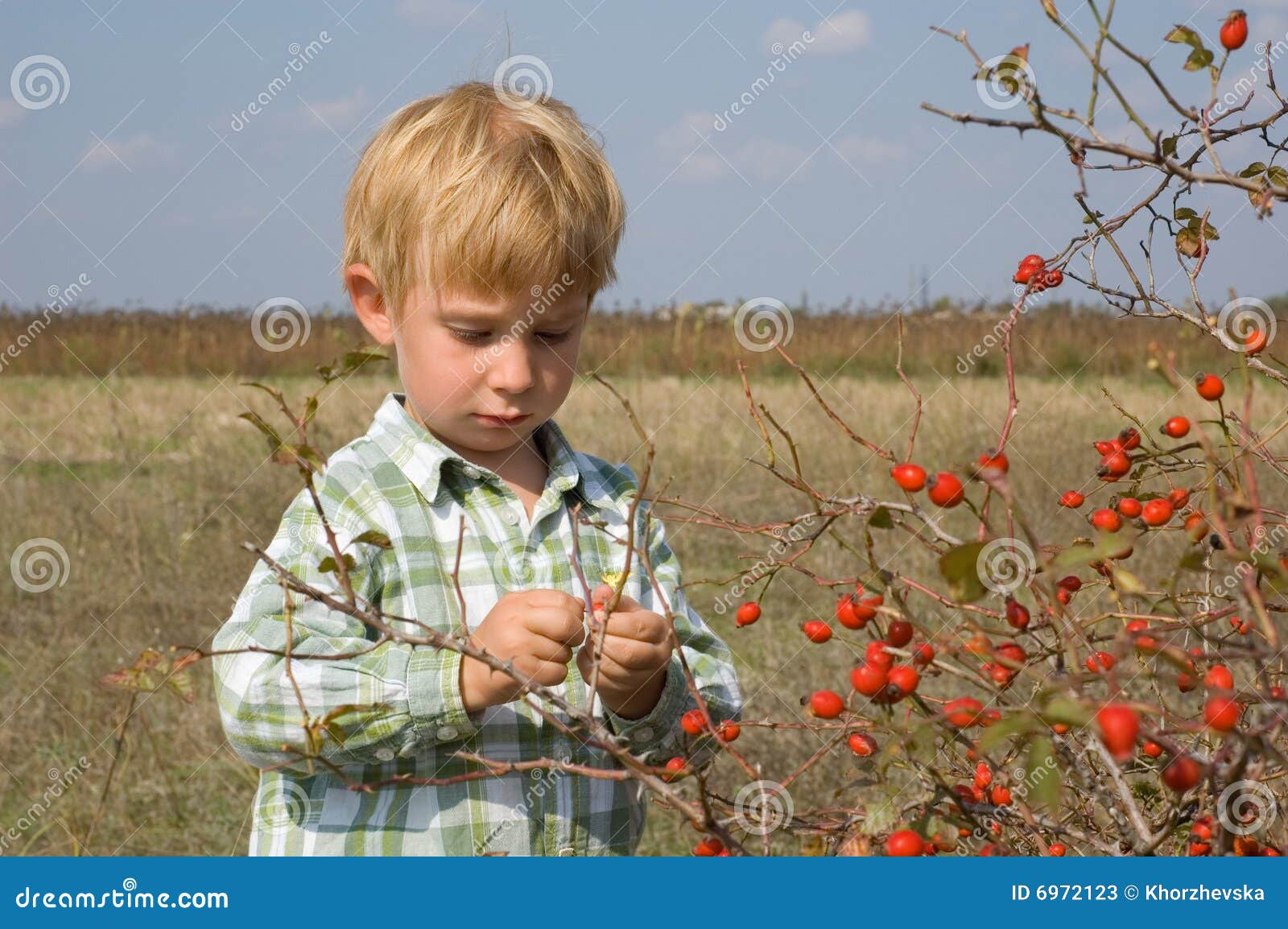 Berrypicking stock image. Image of gather, botany, flora 6972123