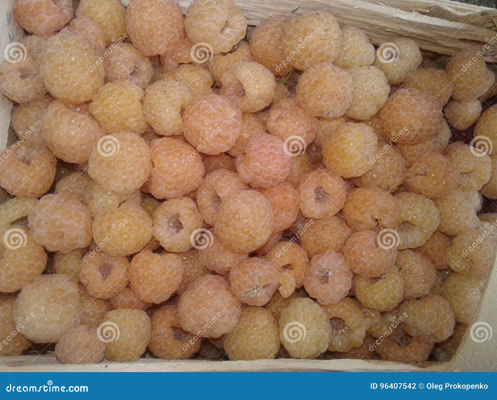 Berry Raspberries Fruit Picking Stock Photo Image of picking, farm