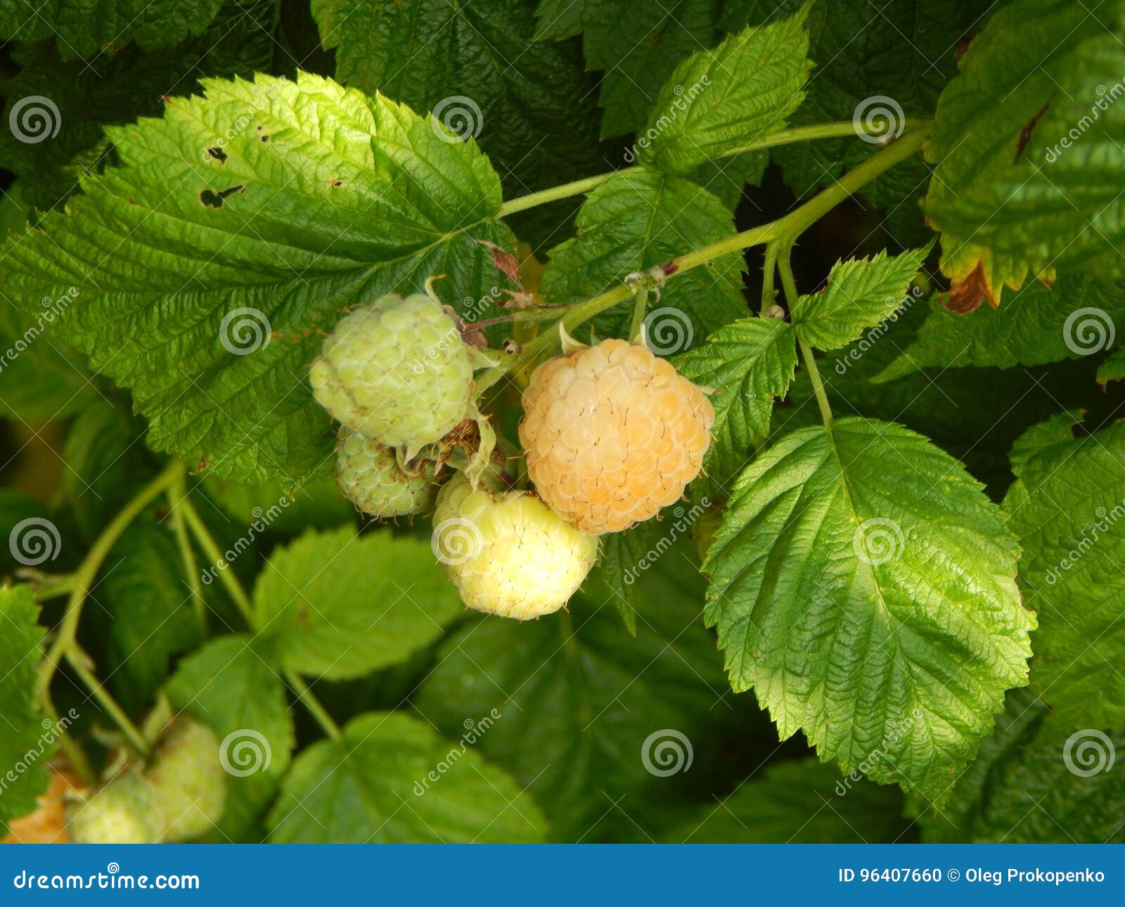 Berry Raspberries Fruit Picking Stock Photo Image of organic, berry