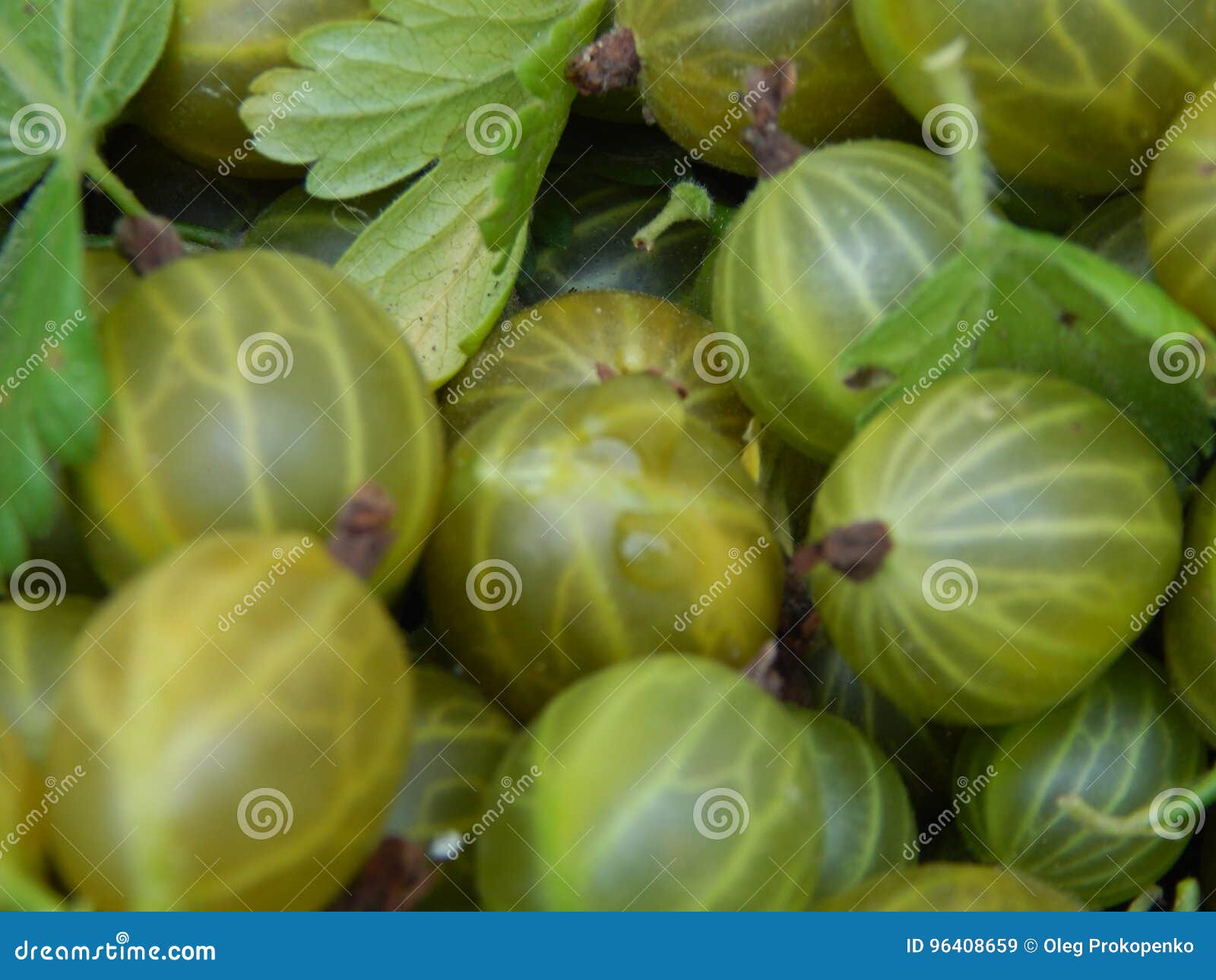 Berry Raspberries Fruit Picking Stock Image Image of delicious, berry