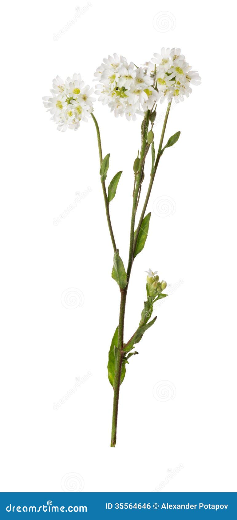 Berteroa Incana Flower Isolated on White Stock Photo - Image of plant ...