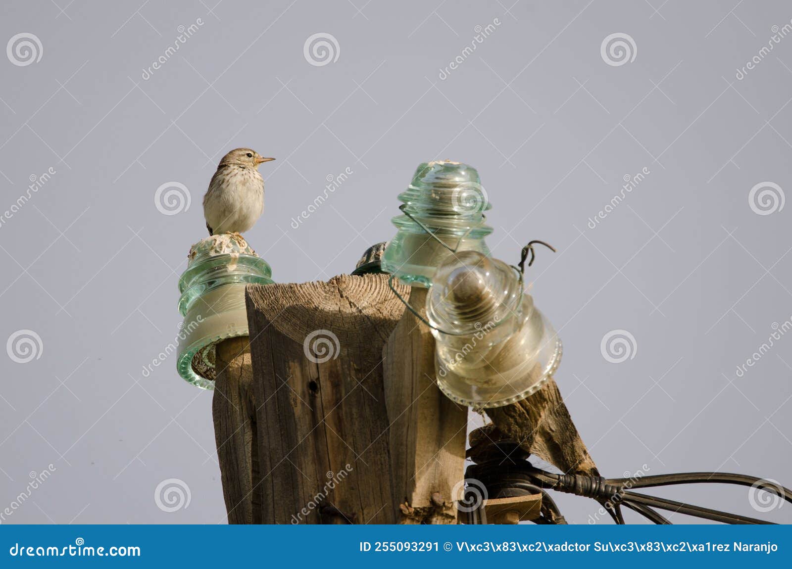 berthelot& x27;s pipit on a lamp post.