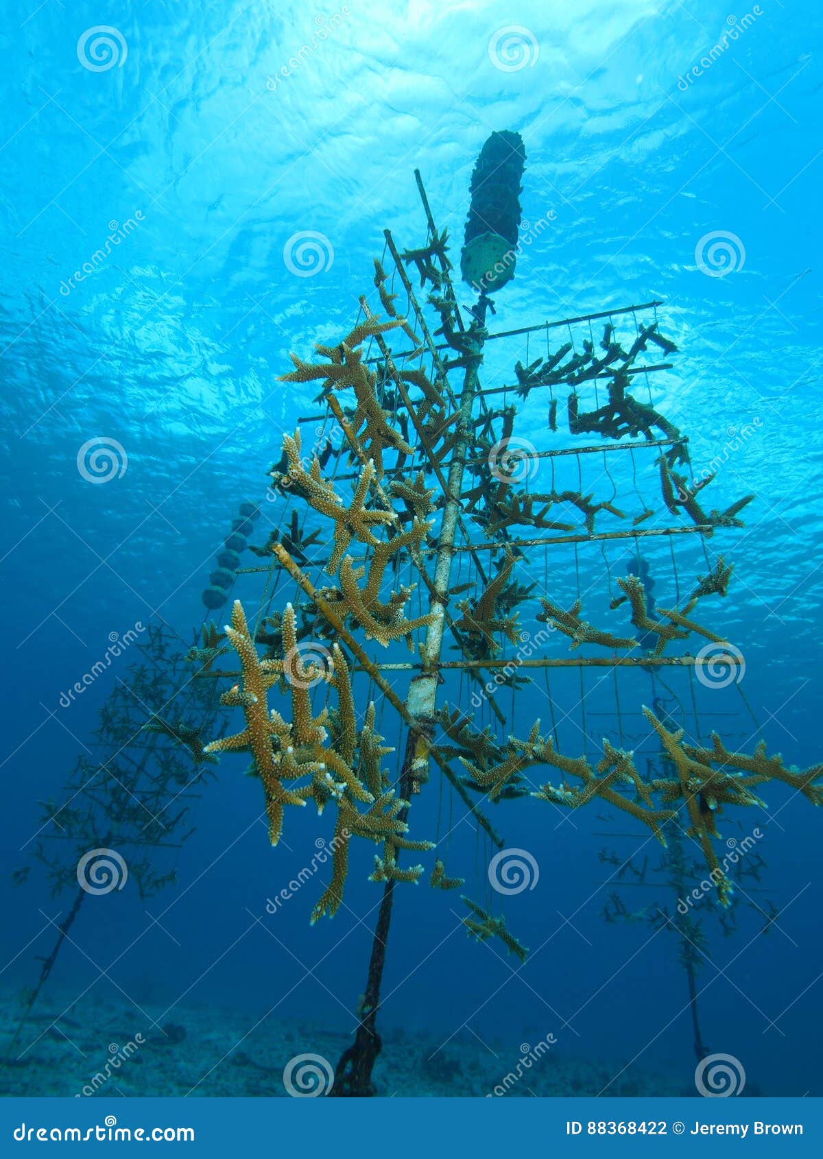 Árvores do berçário do coral de Staghorn com a superfície do visível das caraíbas brilhante da água azul no fundo Bonaire, Antilhas holandesas