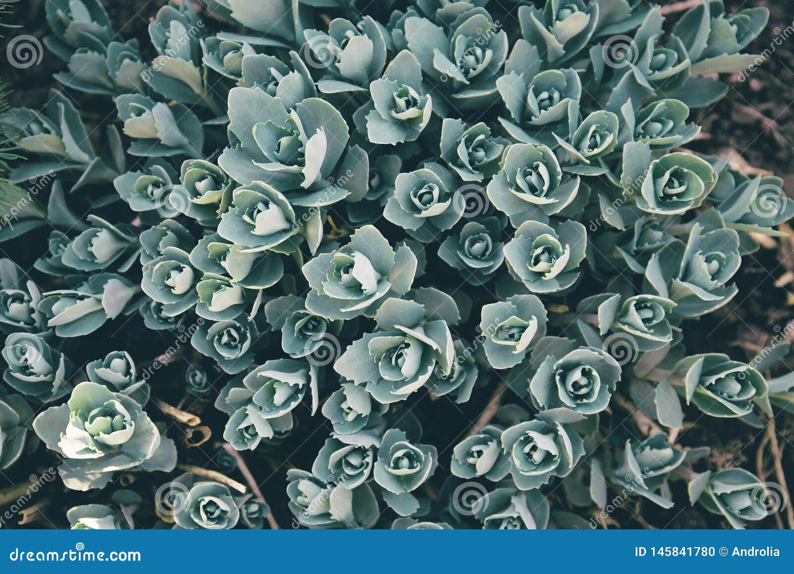 Green Grass Texture. Rosetta Stonecrop or Sedum Rosetta Stockfoto