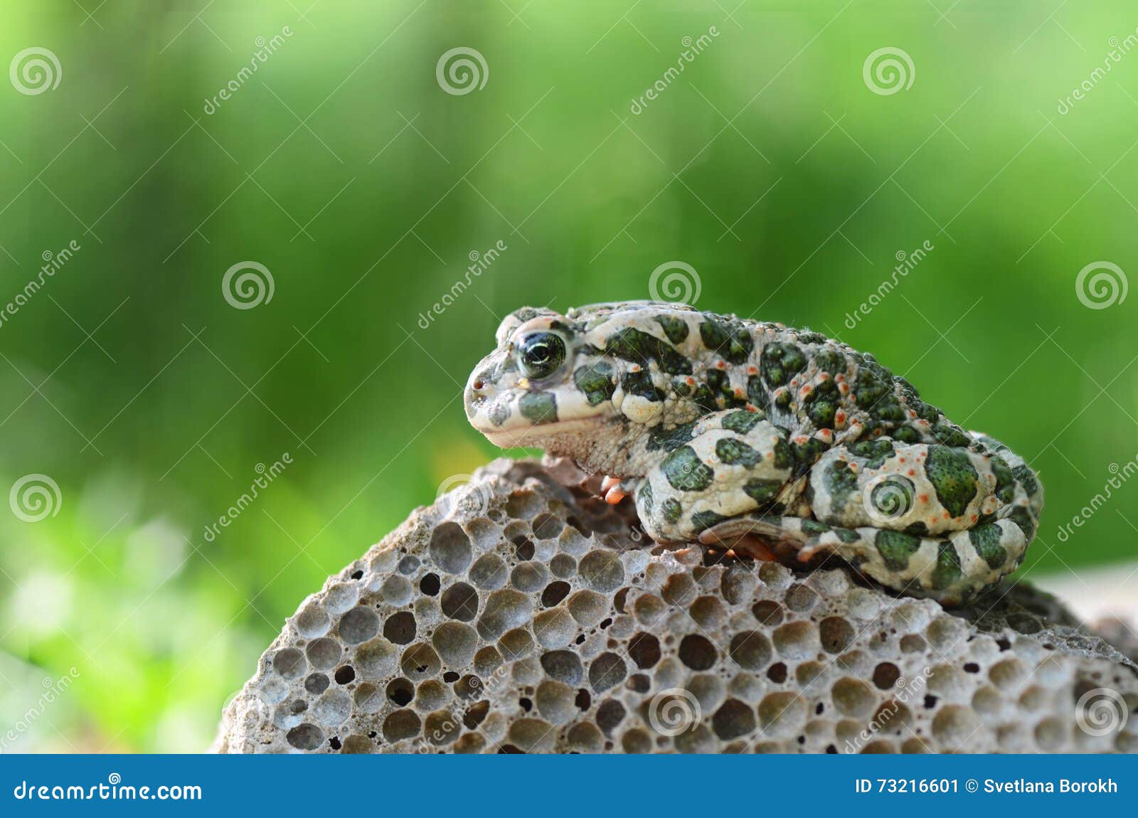 Beschmutzte eine tönerne Kröte, die auf einem Stein, Nahaufnahme sitzt Bufo-bufo Grünes Kröte Bufo-viridis Foto-Makro