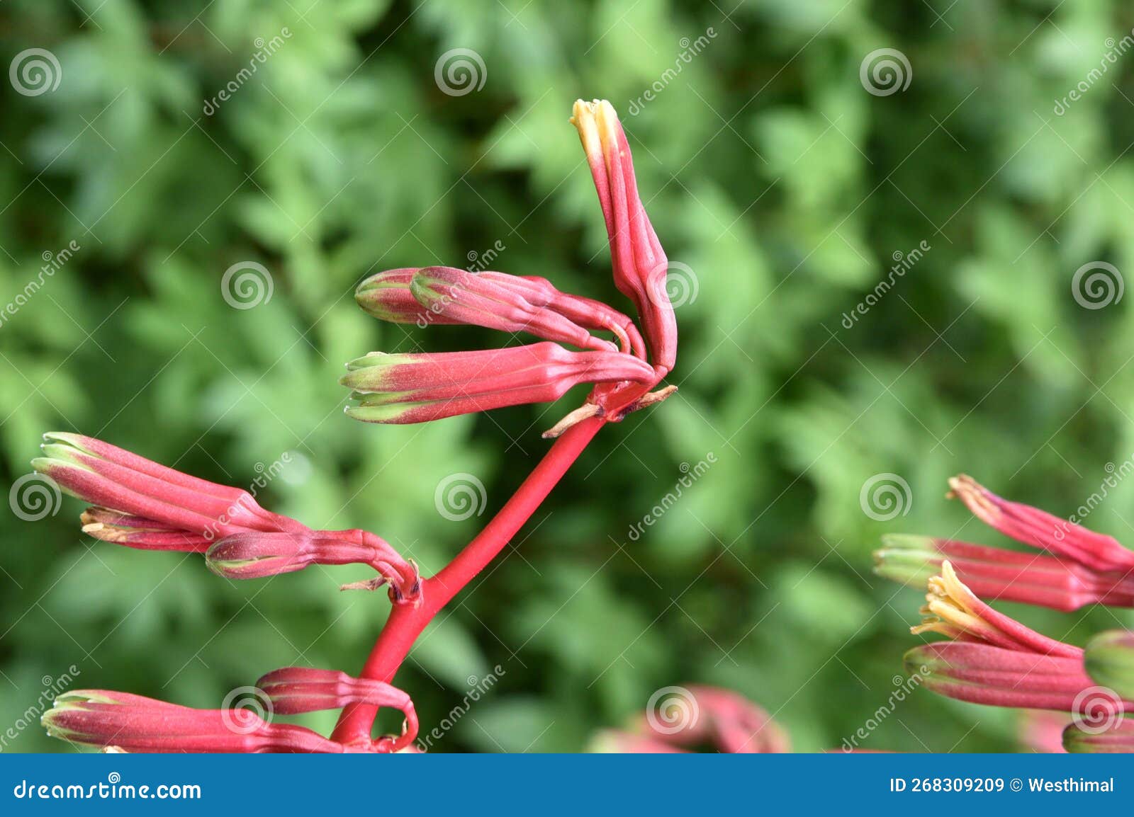 beschorneria rigida, false red agave, perennial with tubular red flowers