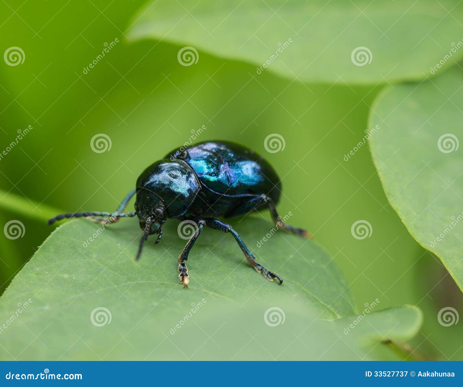 Besouro Azul tem previsão de abertura doméstica catastrófica