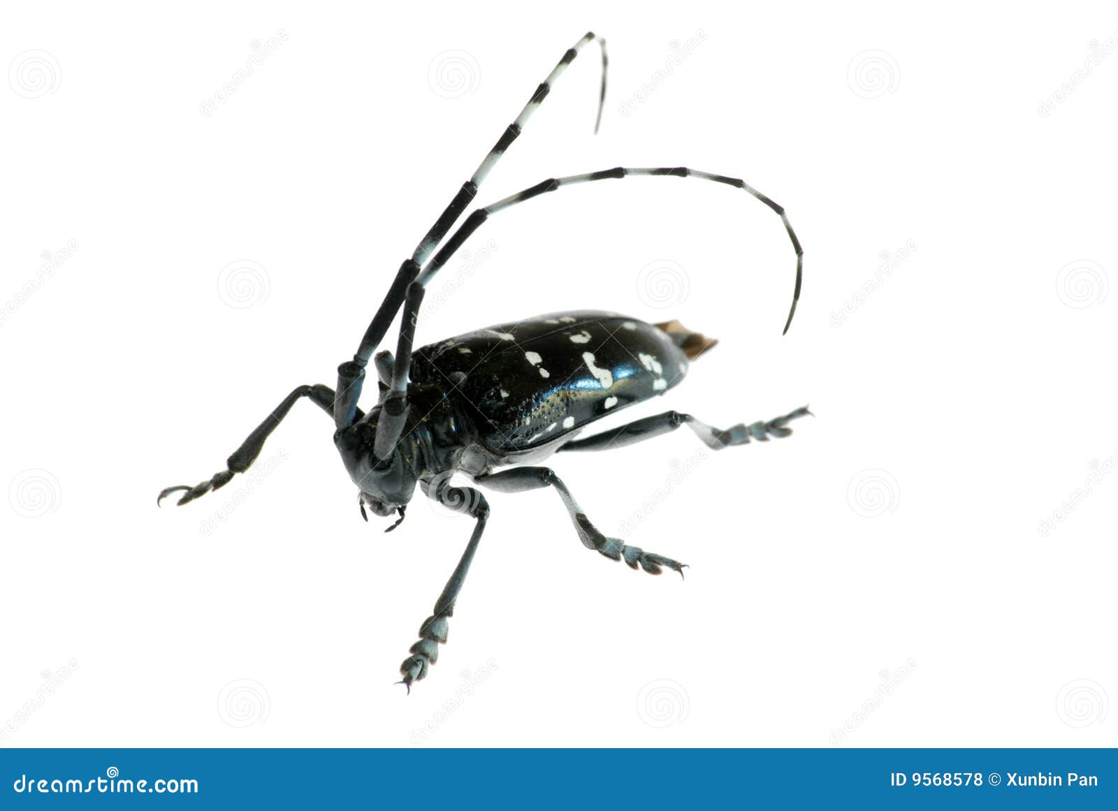 Great Long-horn Beetle, Aegosoma Scabricorne, Pyrodes Nitidus and Prionus  Desmaretii, image size:1600x1161