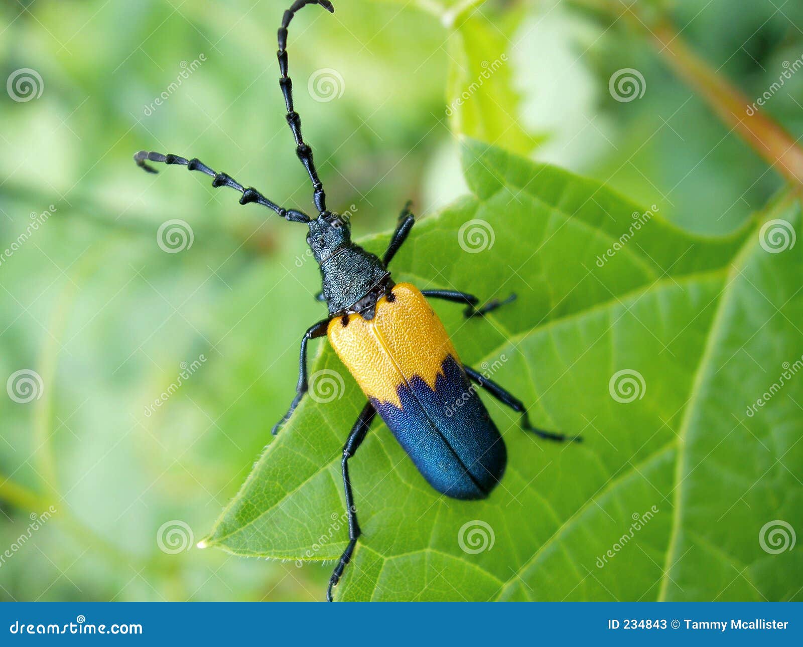 Featured image of post Besouro Amarelo Com Preto : Fumantes e trabalhadores de locais com muita poluição, como minas ou pedreiros, geralmente apresentam catarro marrom ou preto, que acontece devido à presença de partículas como alcatrão ou resina que ficam grudadas nas vias respiratórias.