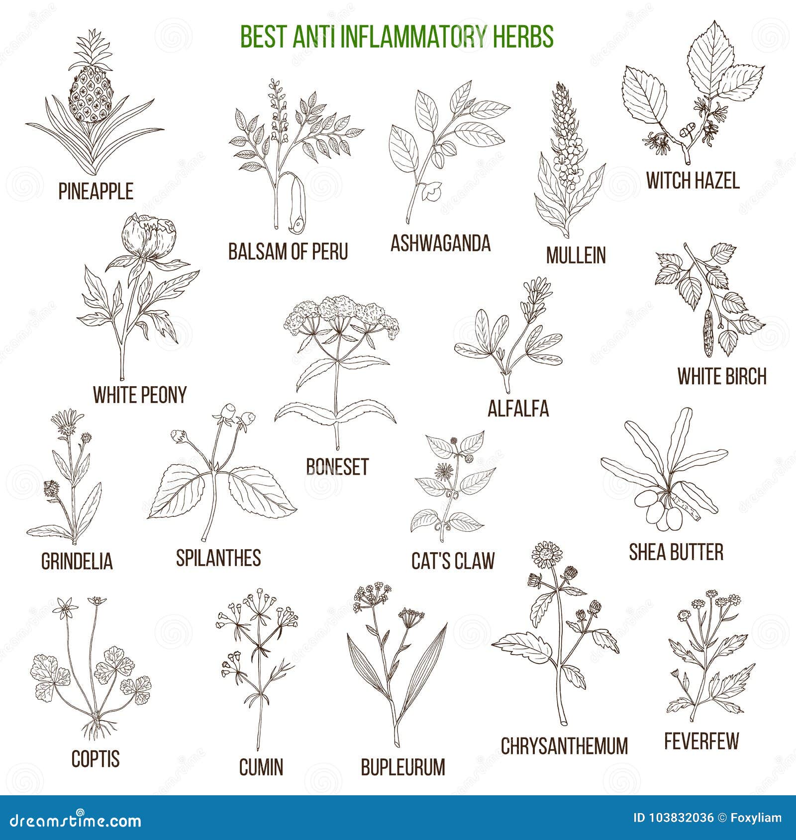 Best Anti-inflammatory Herbs. Vector Set Stock Vector - Illustration of ...