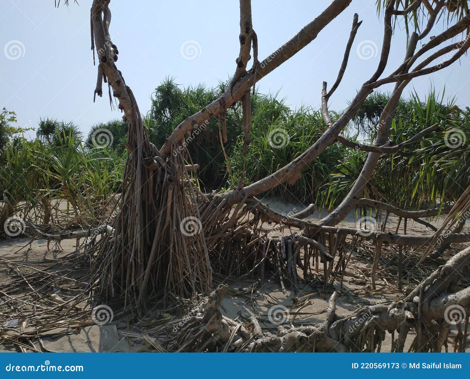 Red Soil Coconut Trees Photos Free Royalty Free Stock Photos From Dreamstime
