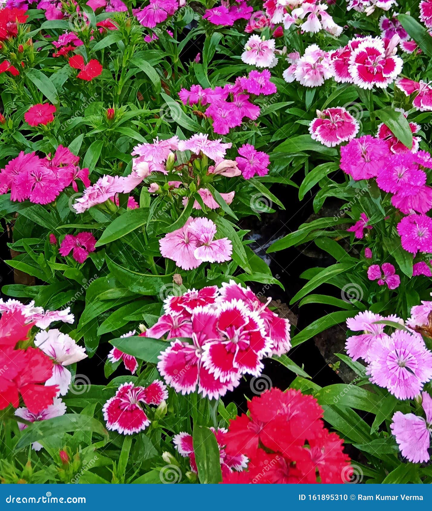 Best Bouquet of Beautiful Flowers India Stock Photo Image of india