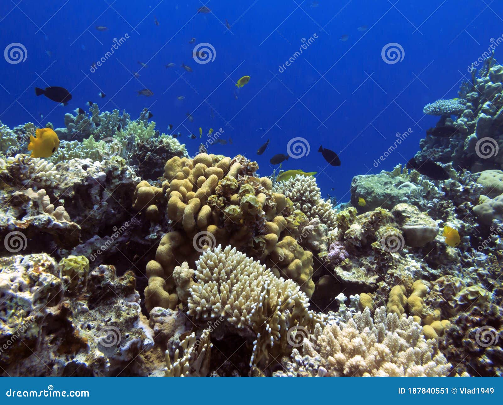 The Best Coral Reef Locations: Red Sea are the Largest Natural ...