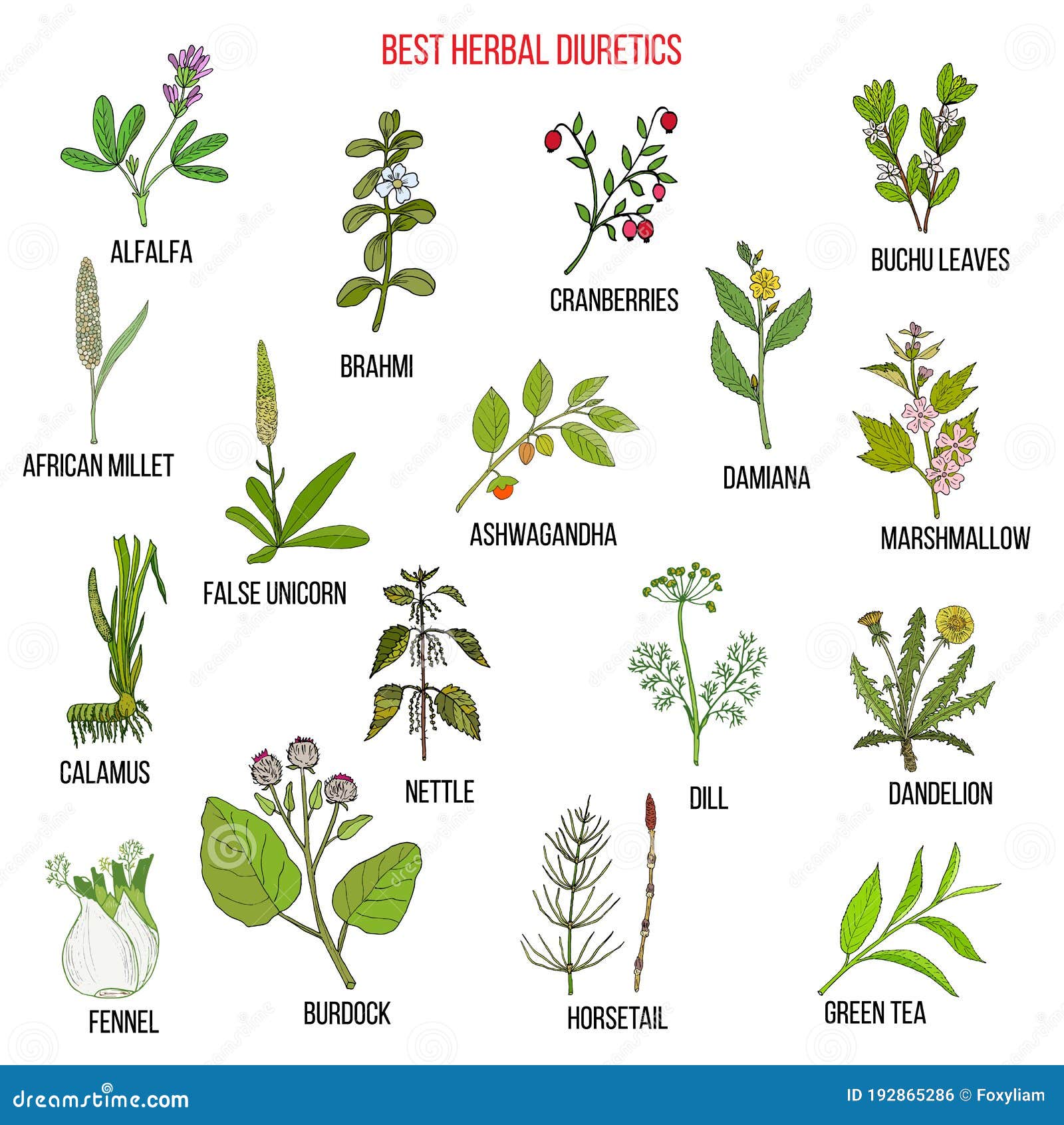 Best diuretic herbs set stock vector. Illustration of dill 192865286