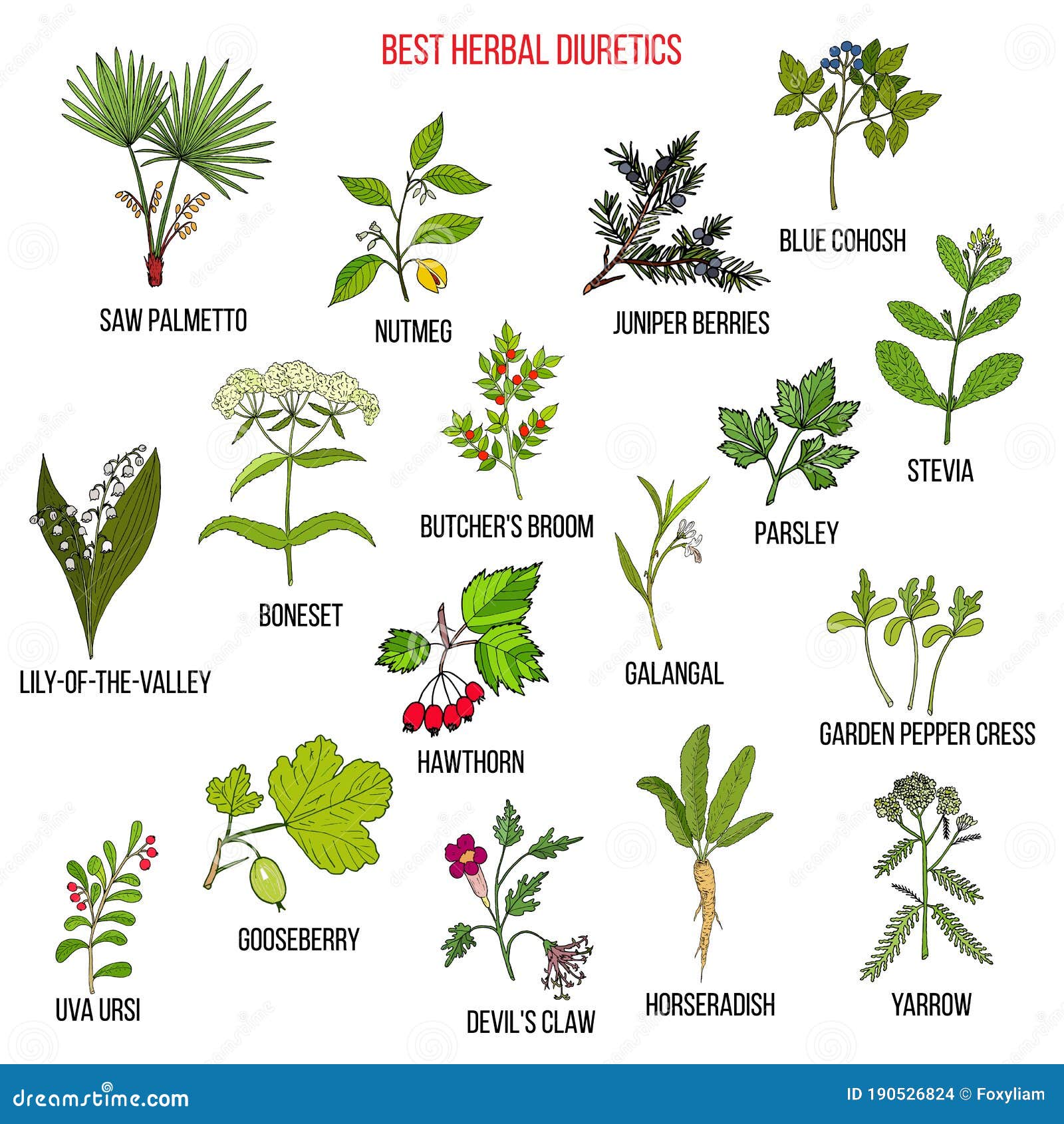 Best diuretic herbs set stock vector. Illustration of medical 190526824