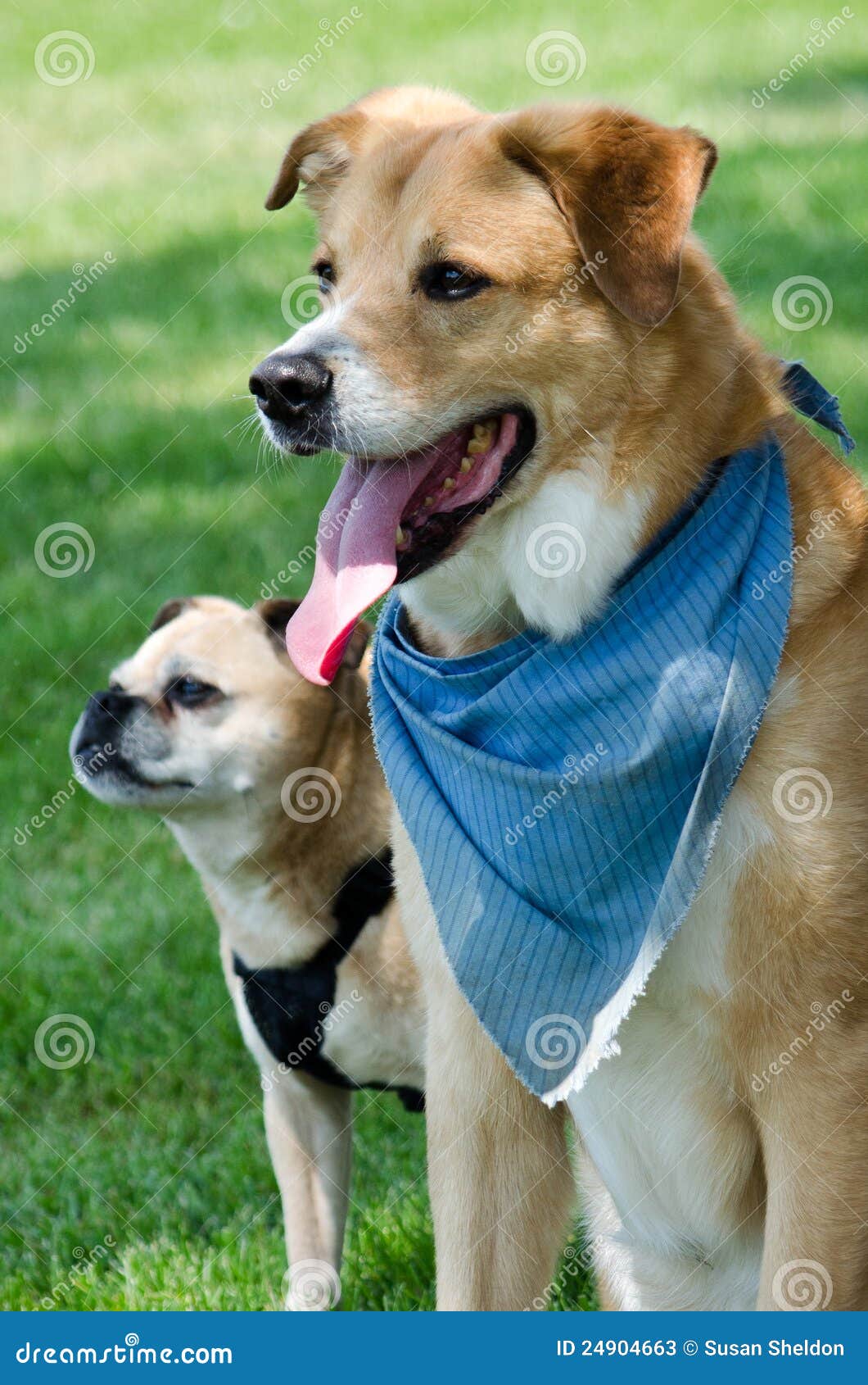 Dogs in bandanas stock image. Image of vertical, friends 24904663