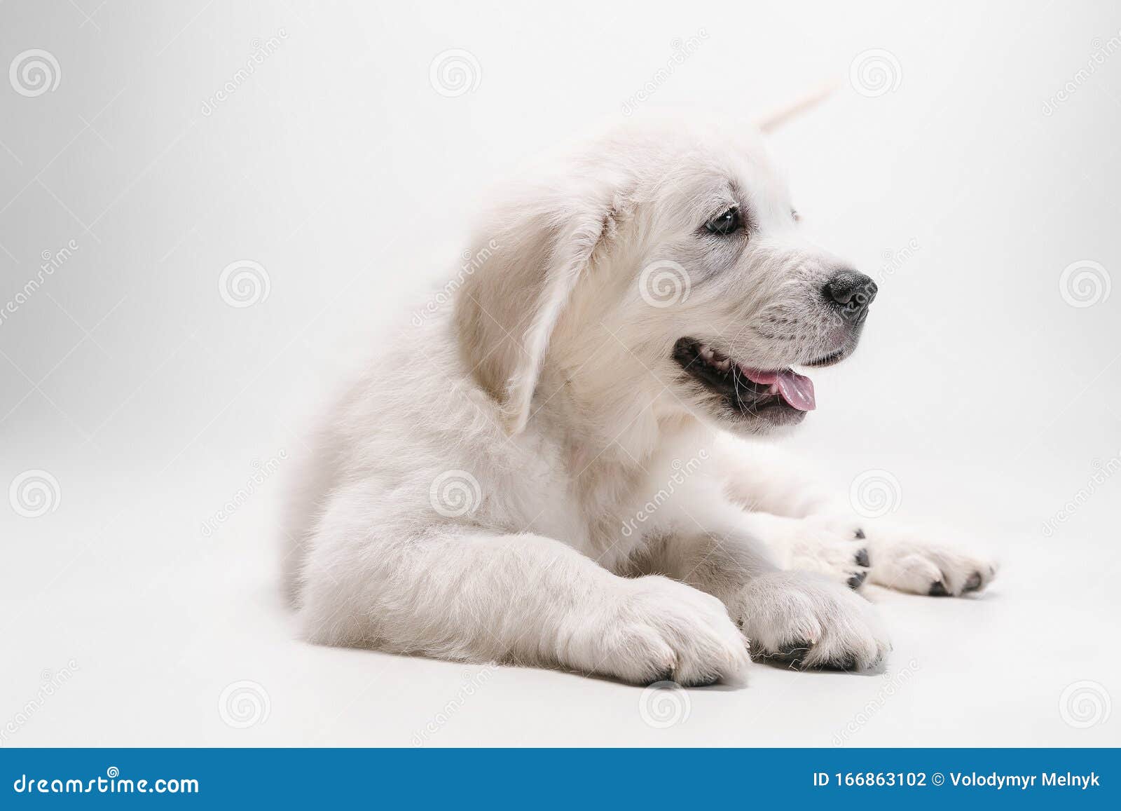 purebred english cream golden retriever