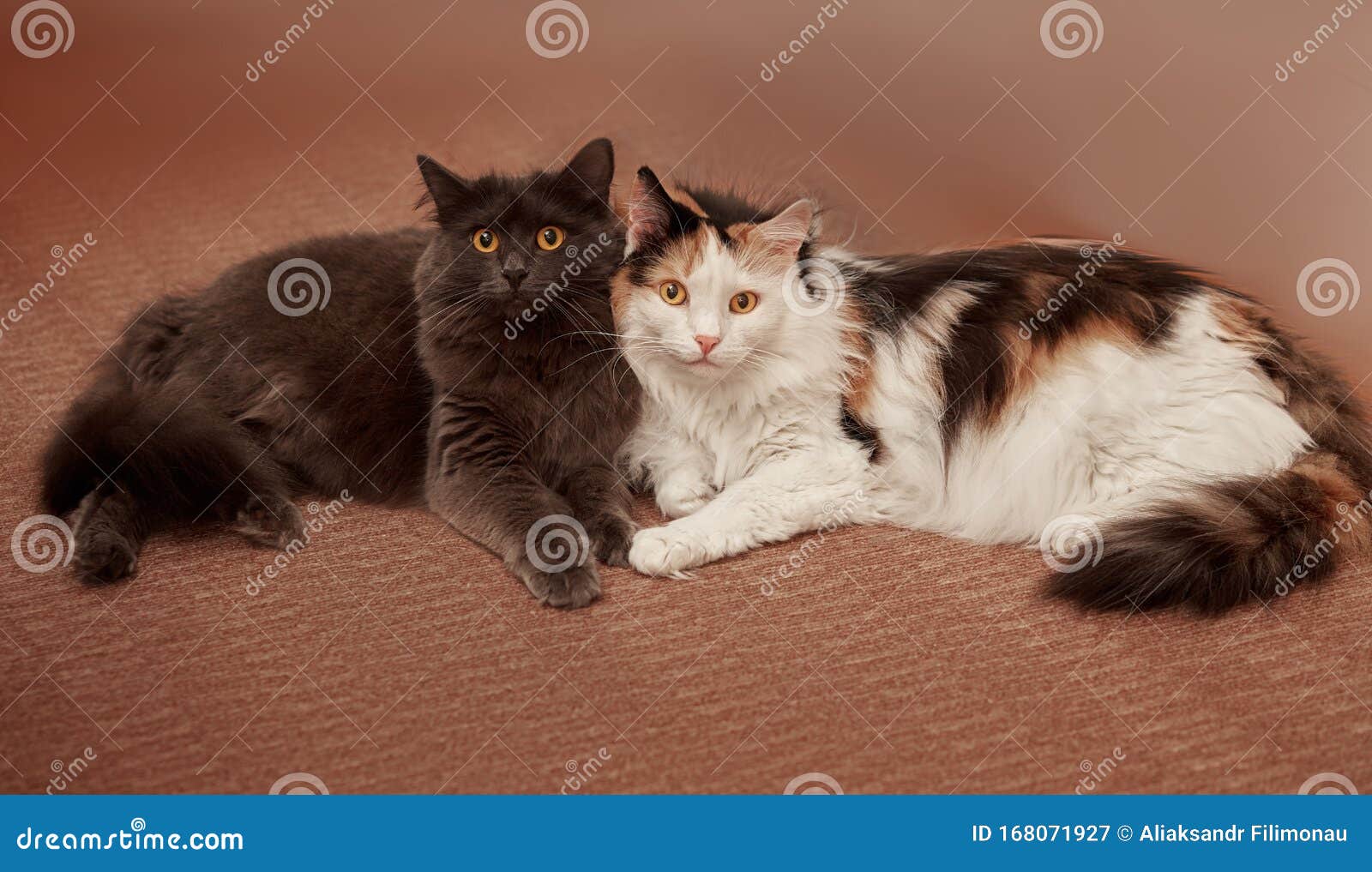 Best Friends Concept. Friends Together Fun Stock Image - Image of lazy ...