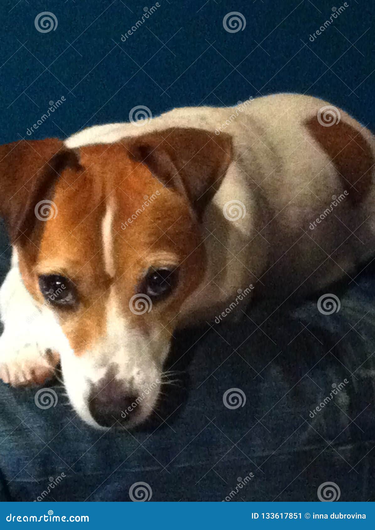 The best friends stock image. Image of russel, jack 133617851