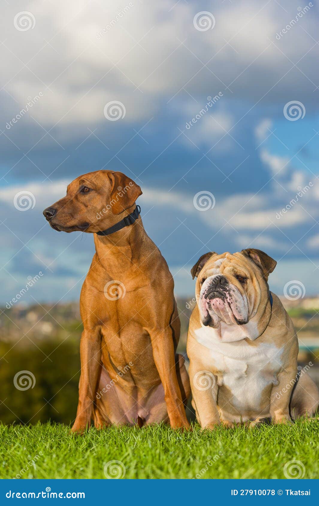 Best friends dogs stock photo. Image of obedience, animals 27910078