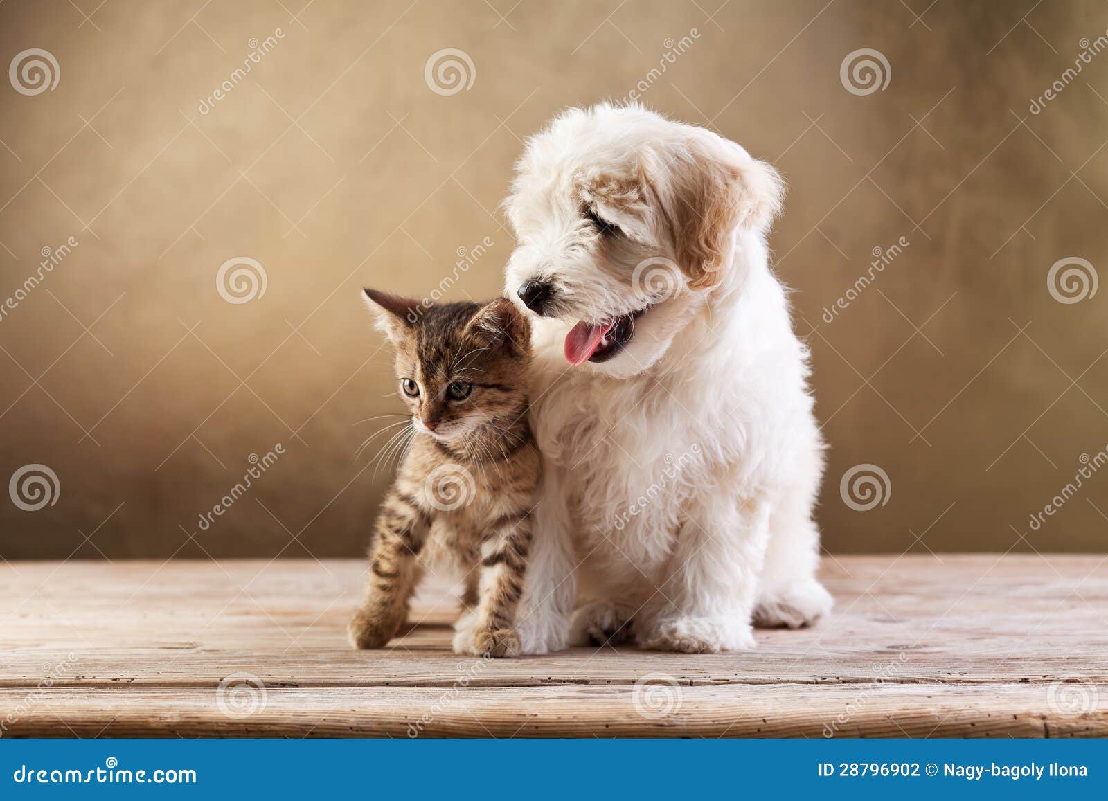 best friends - kitten and small fluffy dog