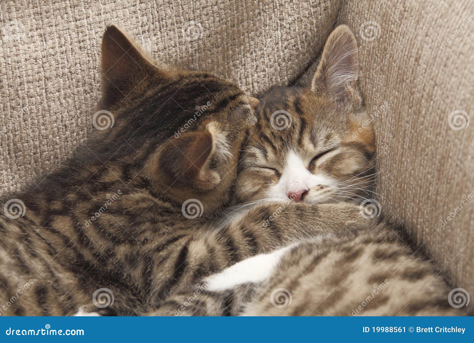 Best friends kittens stock image. Image of cats, friend 19988561