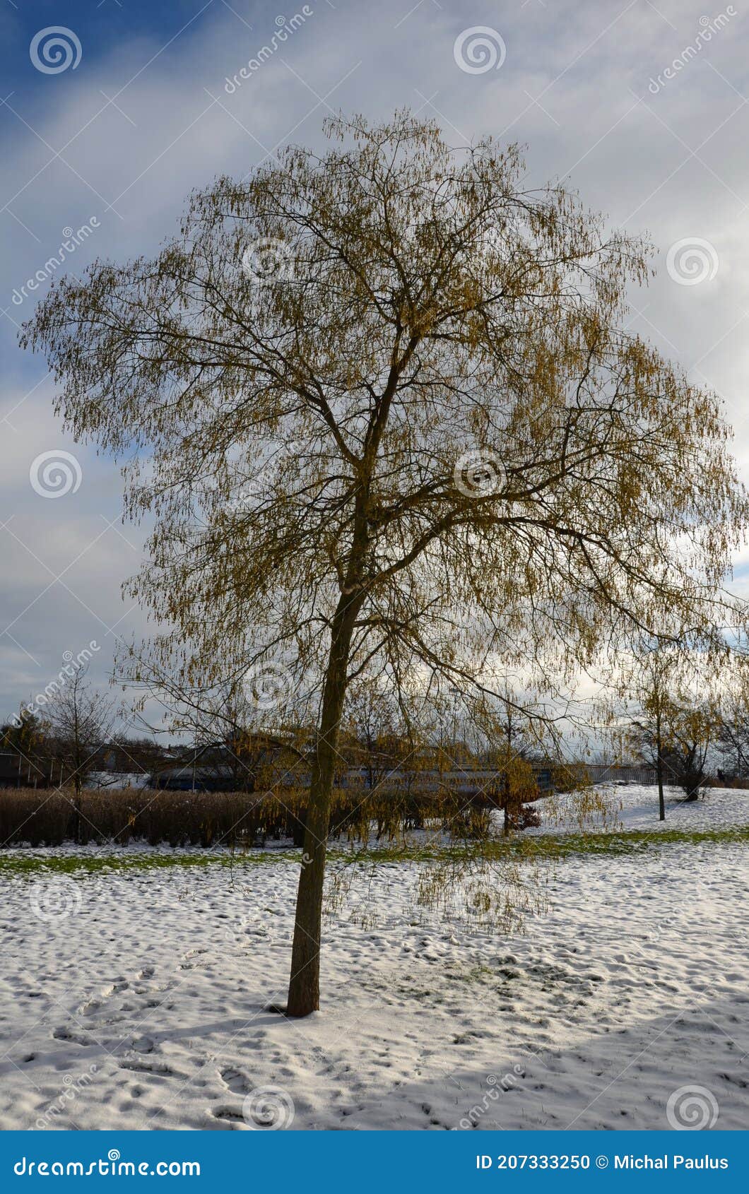 juglans regia, the persian walnut, english, carpathian, madeira walnut, or especially in great britain, common walnut, is an old w