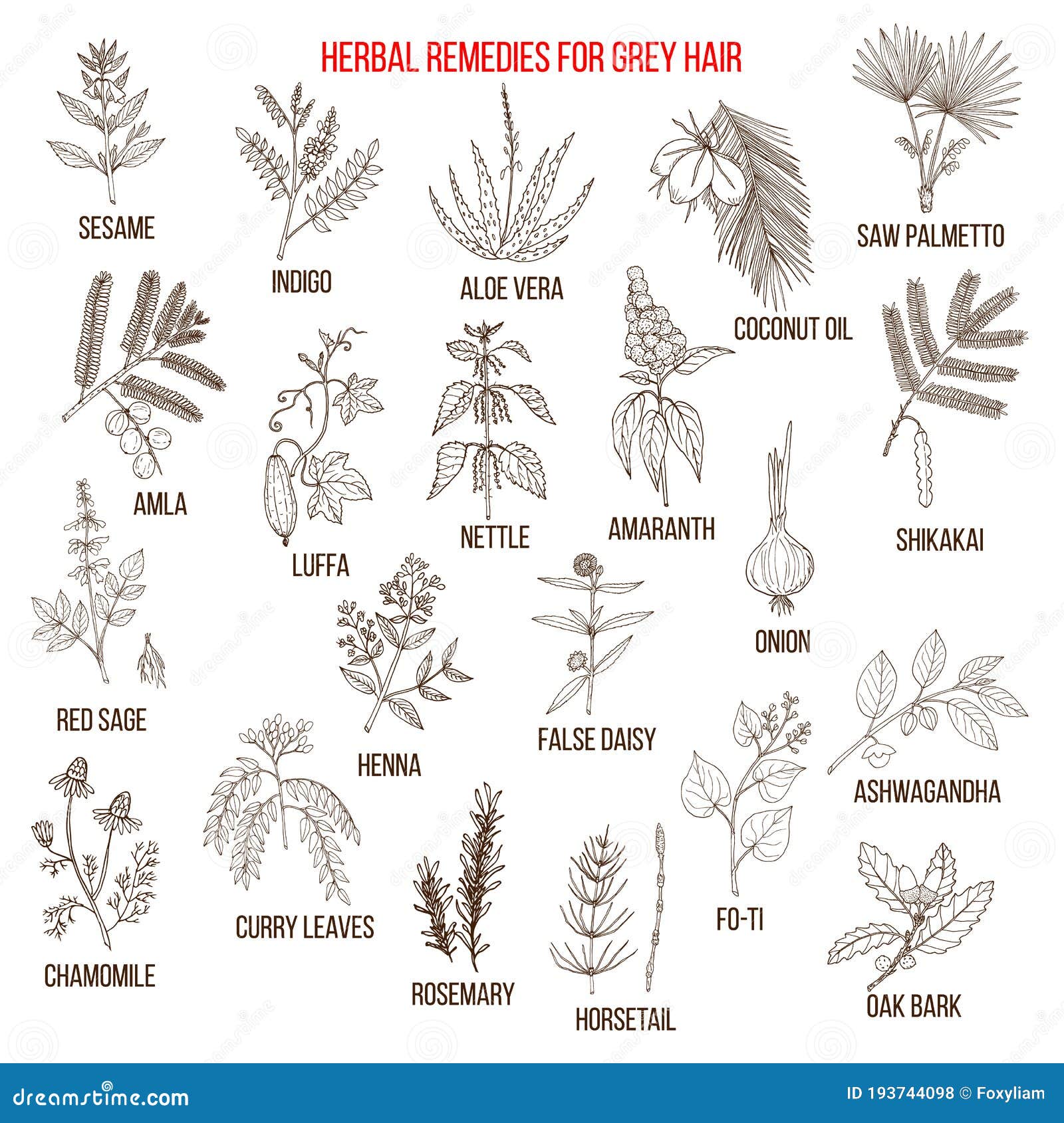 Best Herbal Remedies for Gray Hair. Stock Vector - Illustration of ashwagandha, leaf: 193744098 Best Herbal Remedies for Gray Hair. Stock Vector - Illustration of ashwagandha, leaf: 193744098