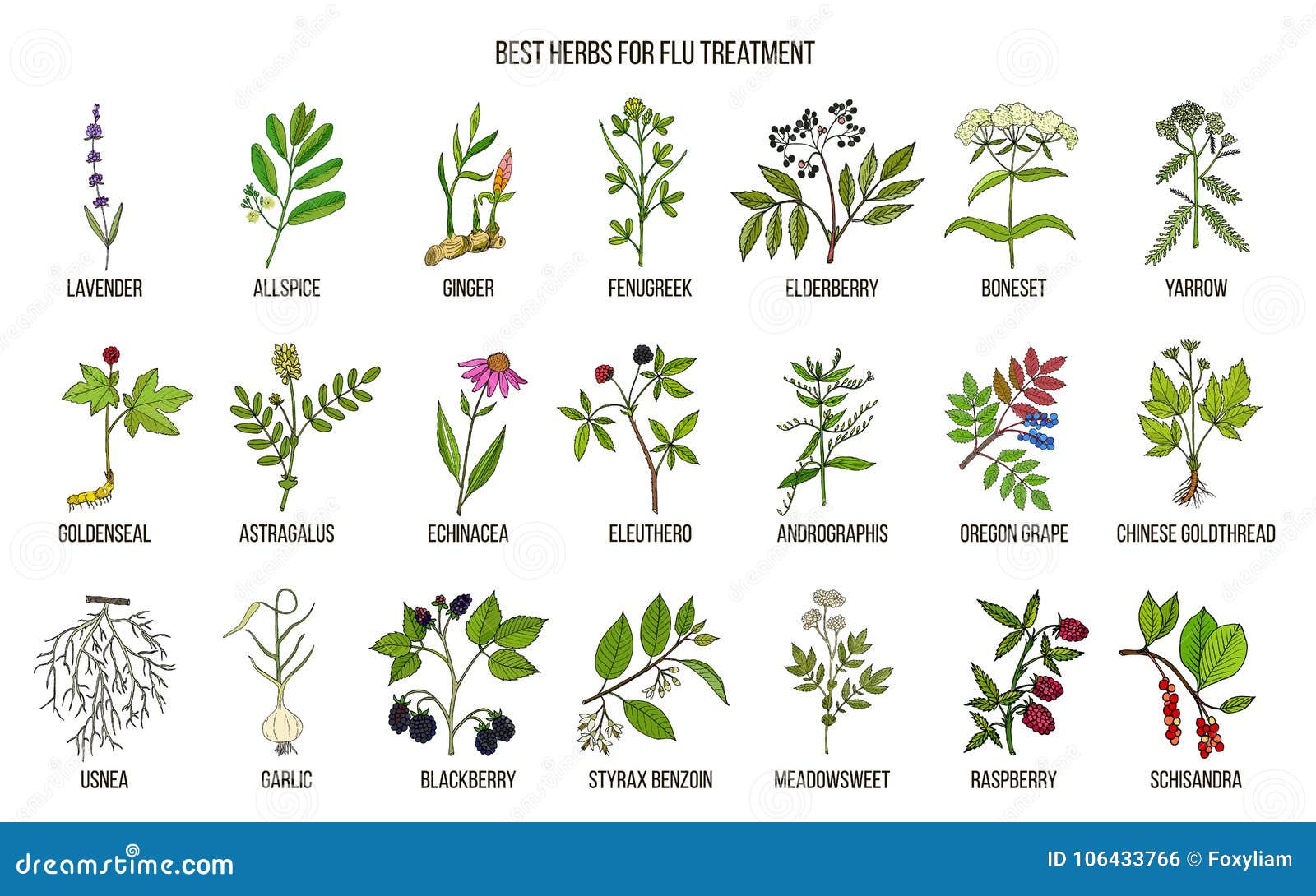 best herbs for flu treatment