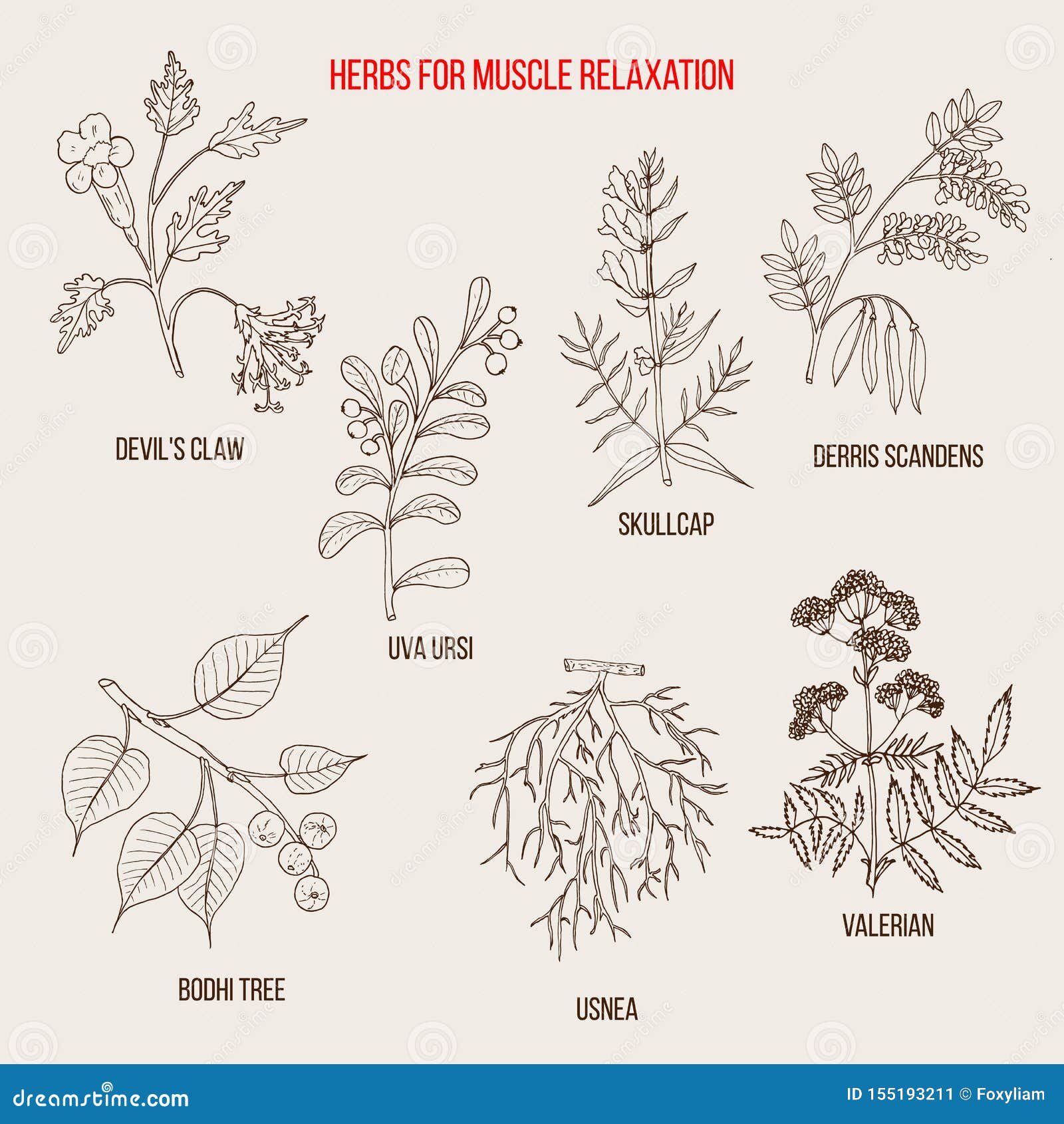 Best Herbs for Muscle Relaxation Stock Vector Illustration of food