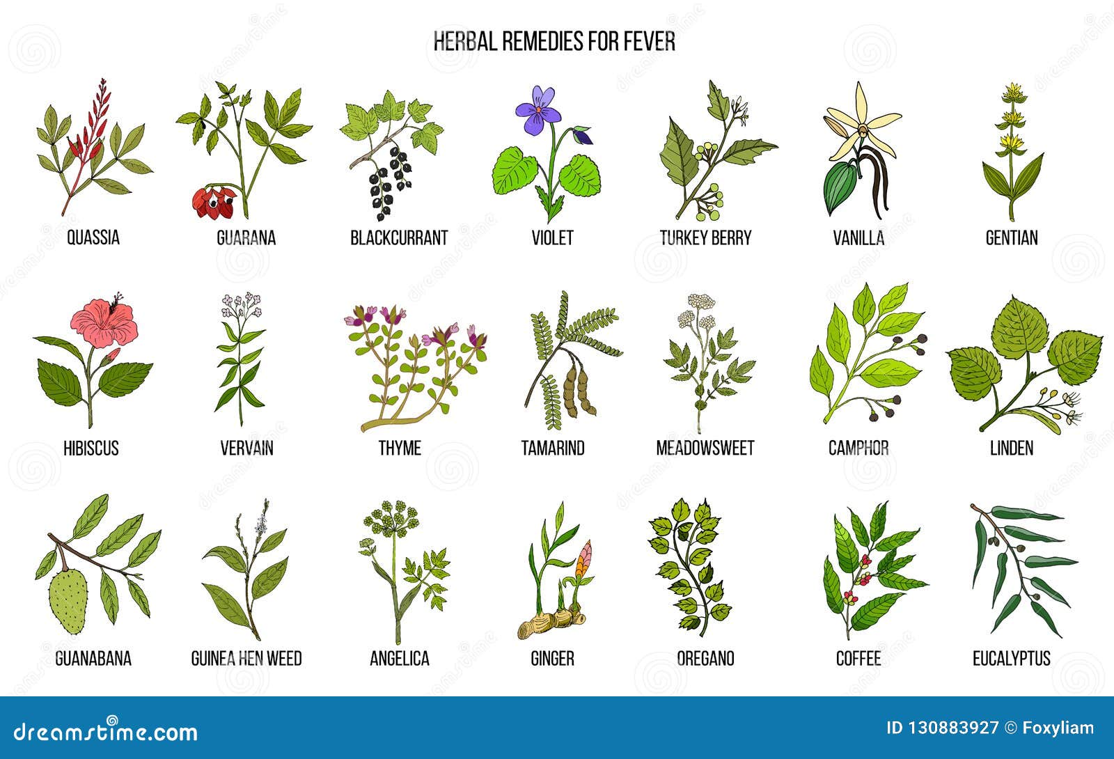 Best Medicinal Herbs for Fever Stock Vector Illustration of herb