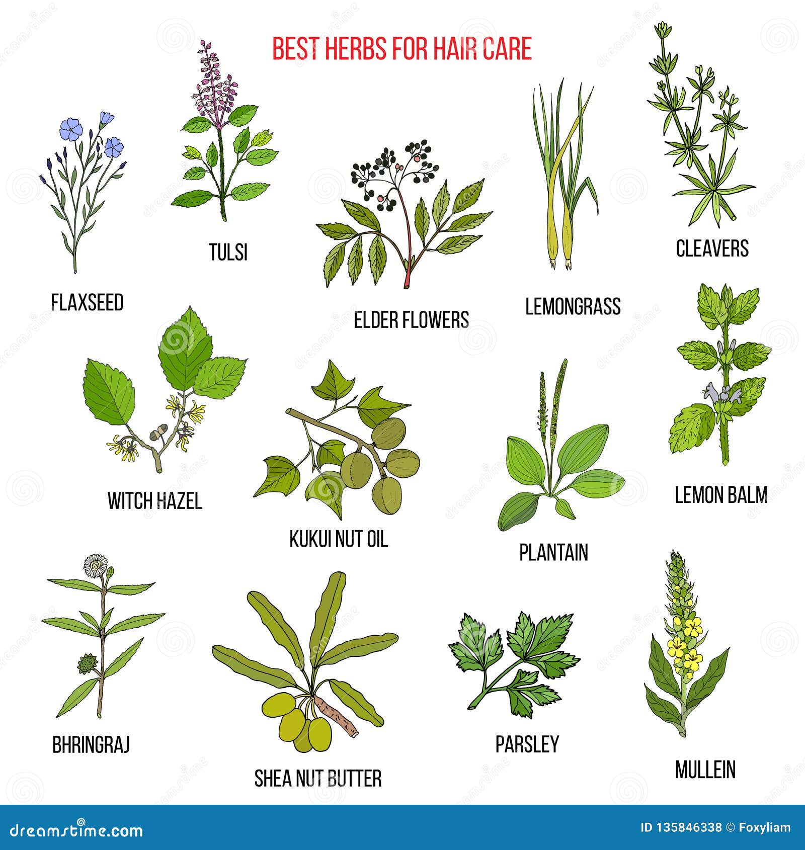 Best Medicinal Herbs for Hair Care Stock Vector - Illustration of  bhringraj, hazel: 135846338
