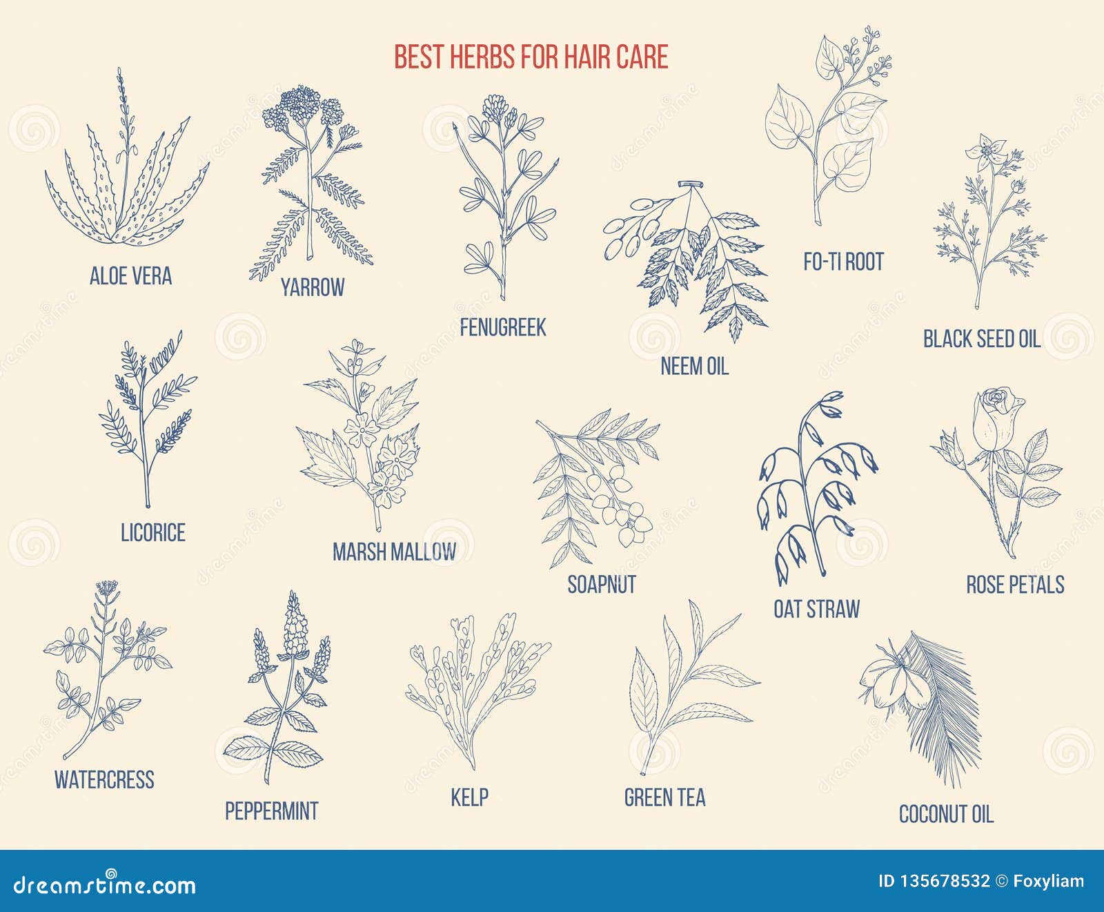 Best Medicinal Herbs for Hair Care Stock Vector - Illustration of herbal, fenugreek: 135678532 Best Medicinal Herbs for Hair Care Stock Vector - Illustration of herbal, fenugreek: 135678532