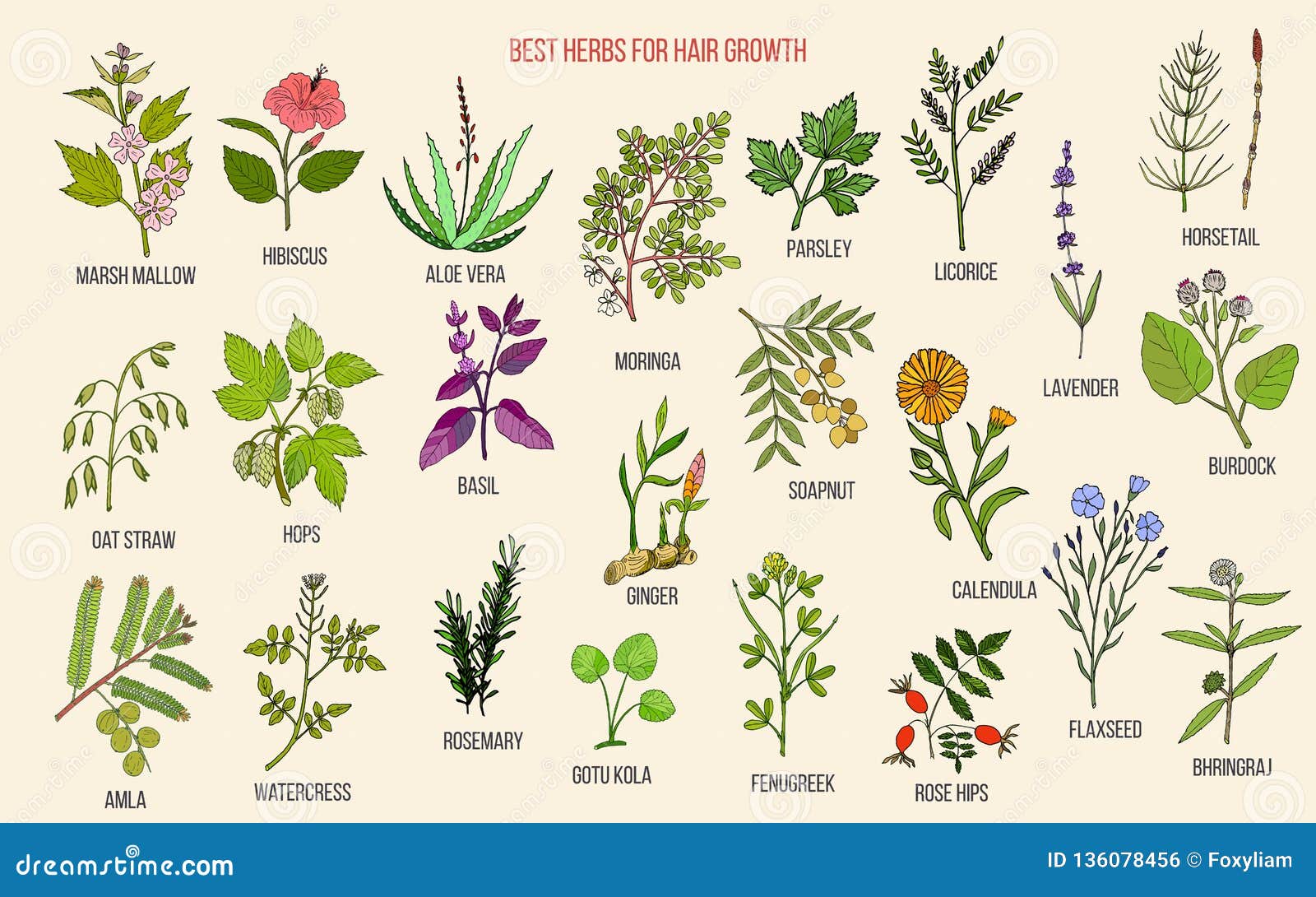 Best Medicinal Herbs for Hair Growth Stock Vector - Illustration of  massage, growth: 136078456