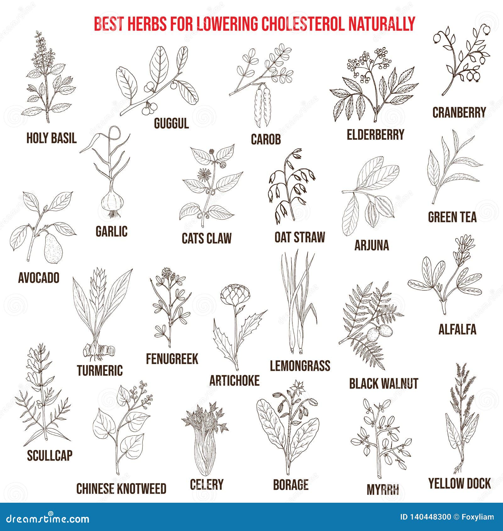 Best Medicinal Herbs for Lowering Cholesterol Stock Vector