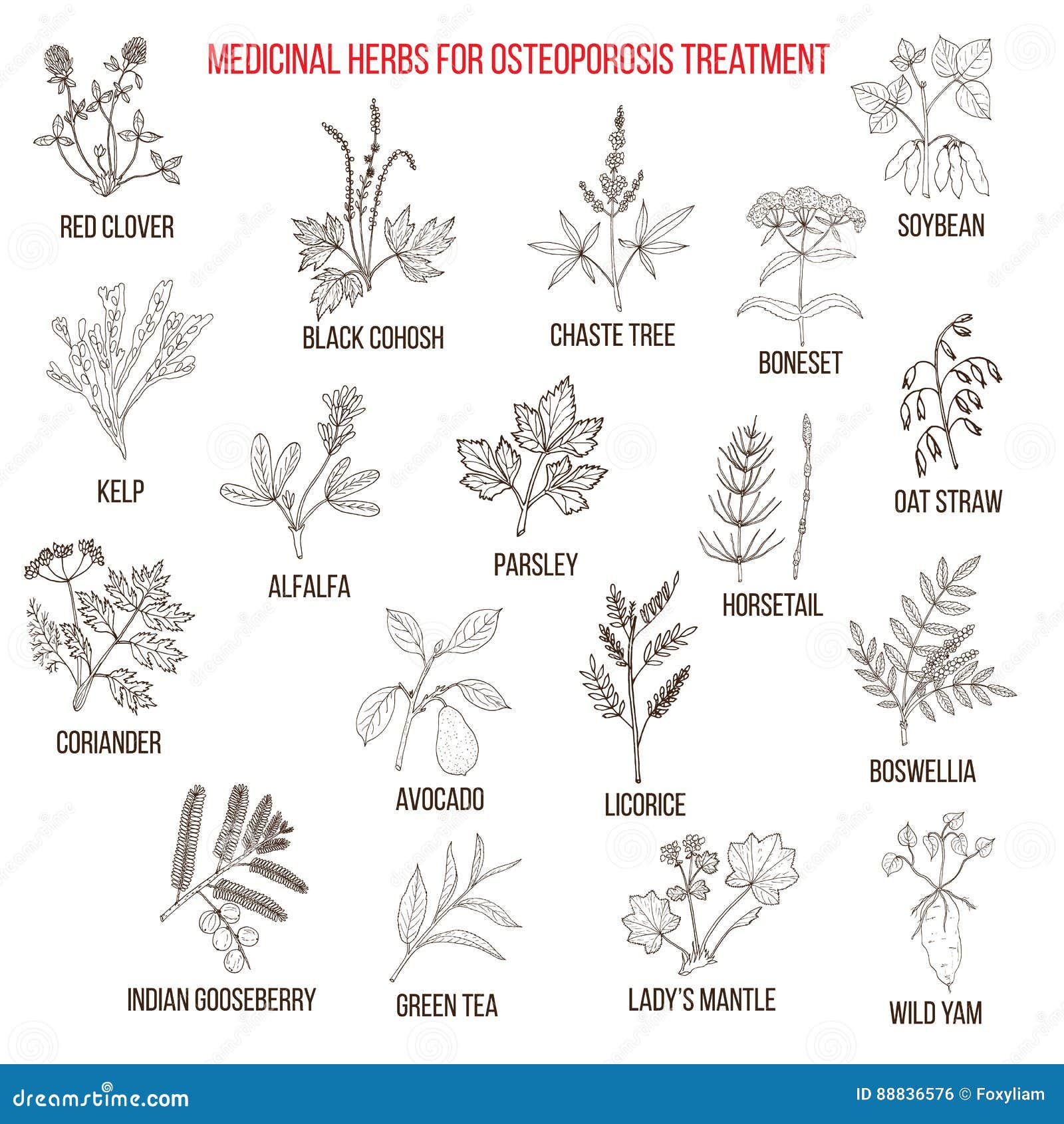 Best Medicinal Herbs for Osteoporosis Stock Vector Illustration of