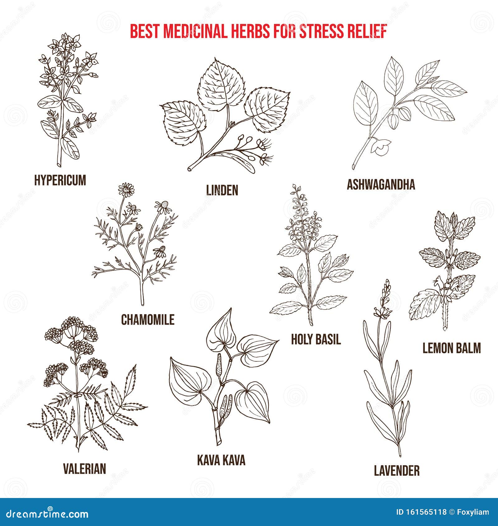 Best Medicinal Herbs for Stress Relief Stock Vector Illustration of