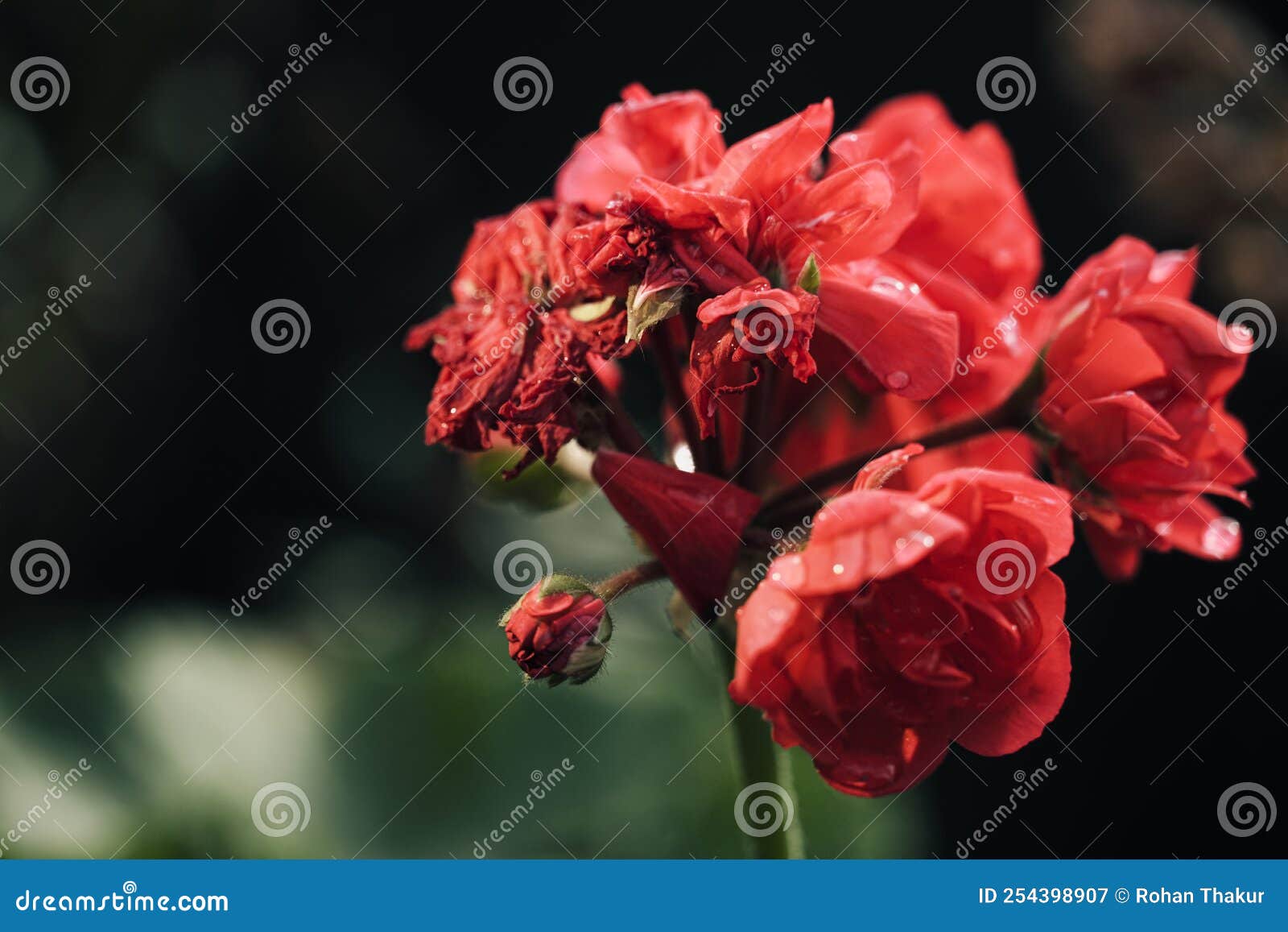 Best Red Flower Wallpaper stock image. Image of plant 254398907