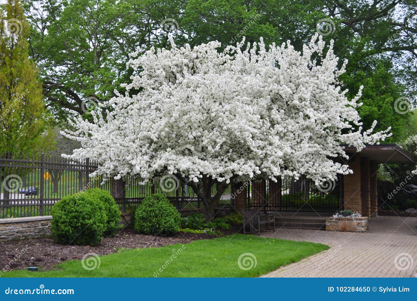 The White Cherry Blossoms In The Olbrich Garden Madison