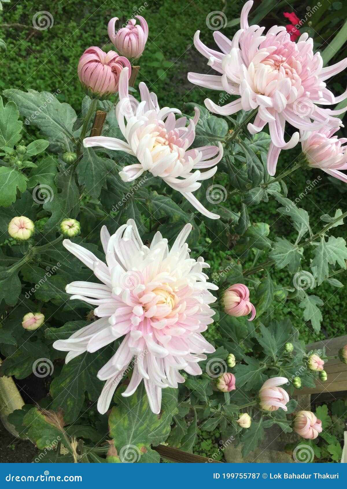 Best Types of Flowers (with Pictures!) Stock Image Image of flower